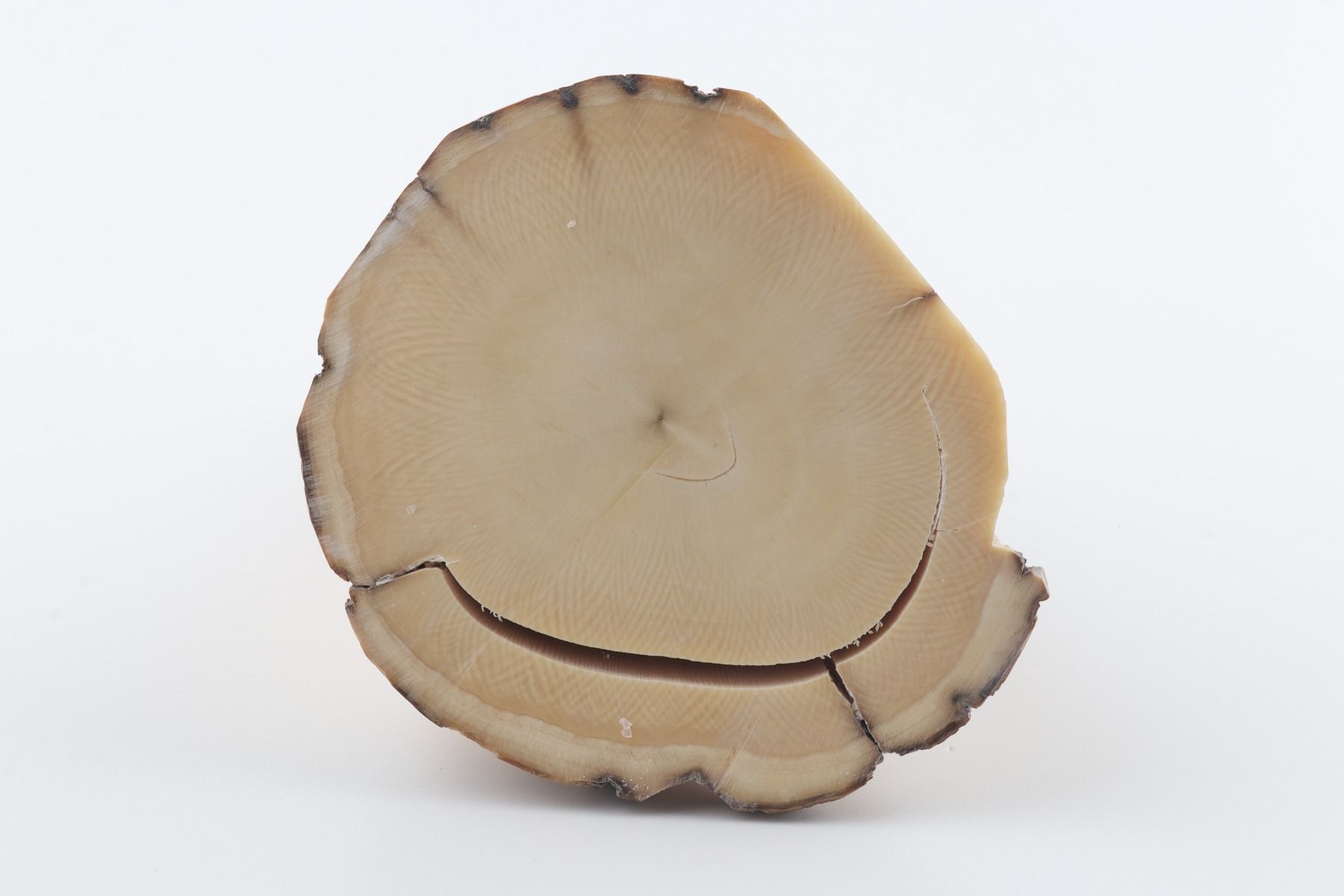 Round mammoth tusk piece