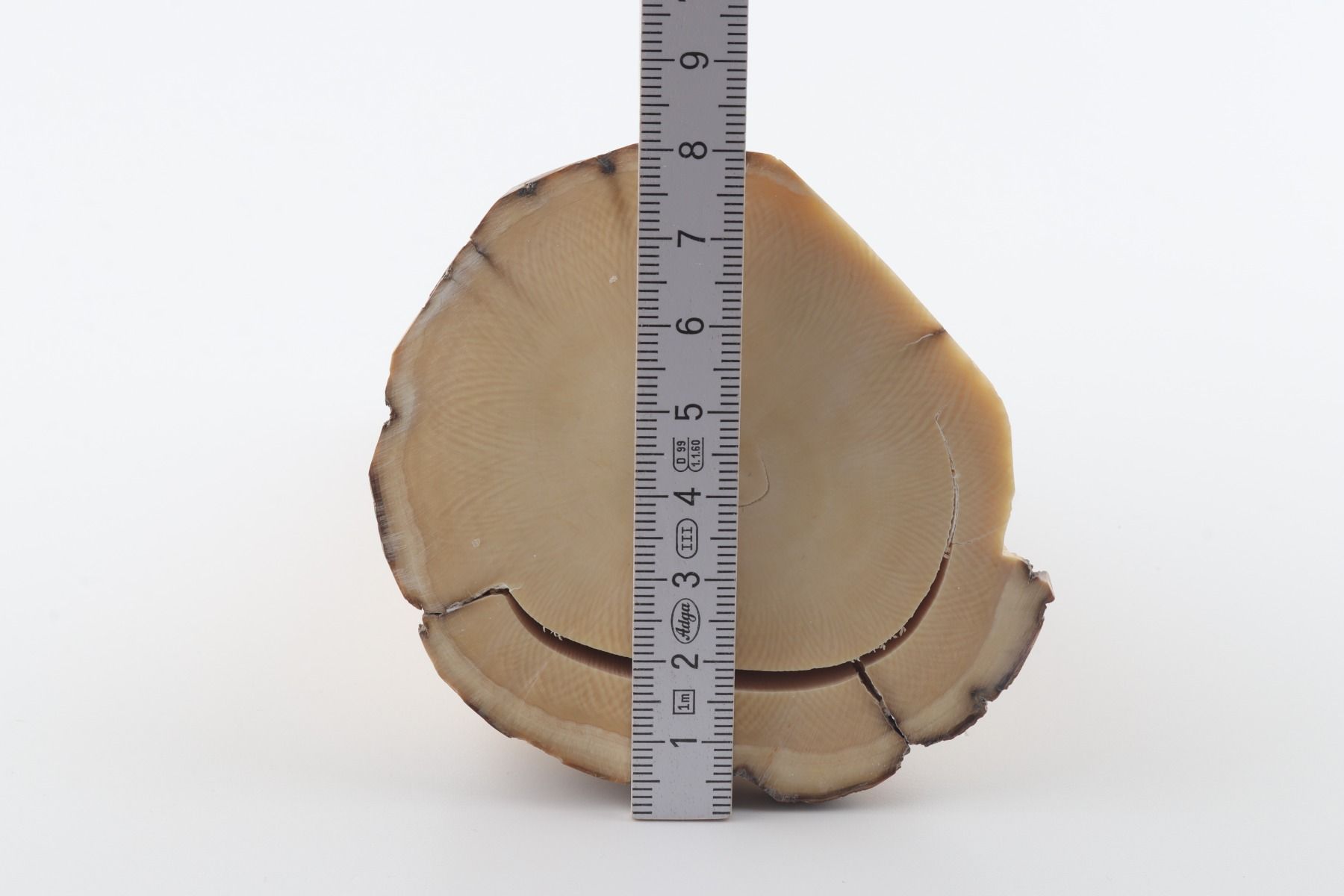 Round mammoth tusk piece