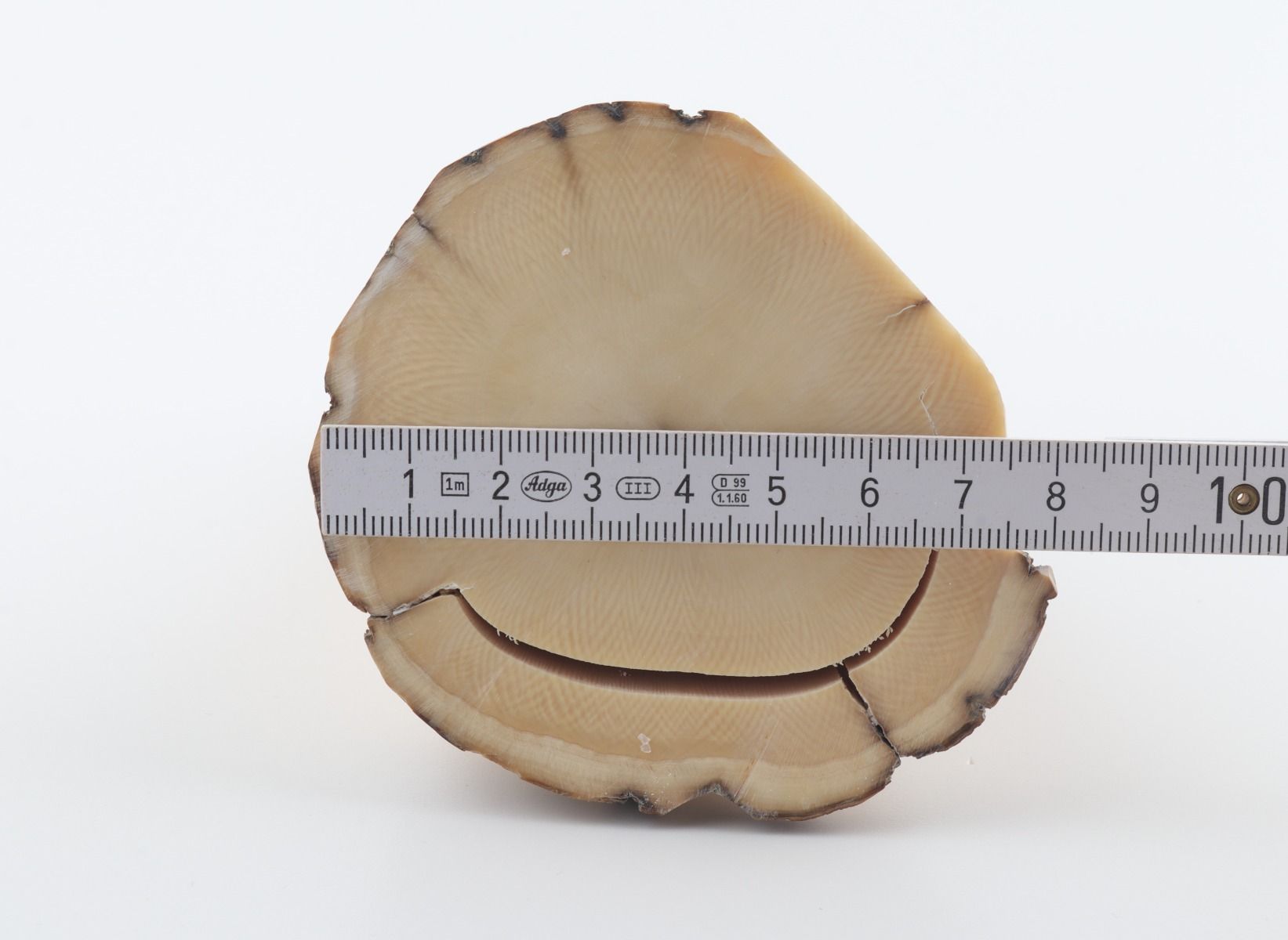 Round mammoth tusk piece