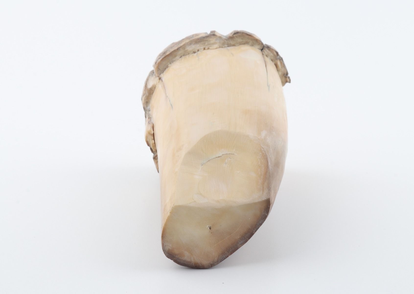 Round mammoth tusk piece