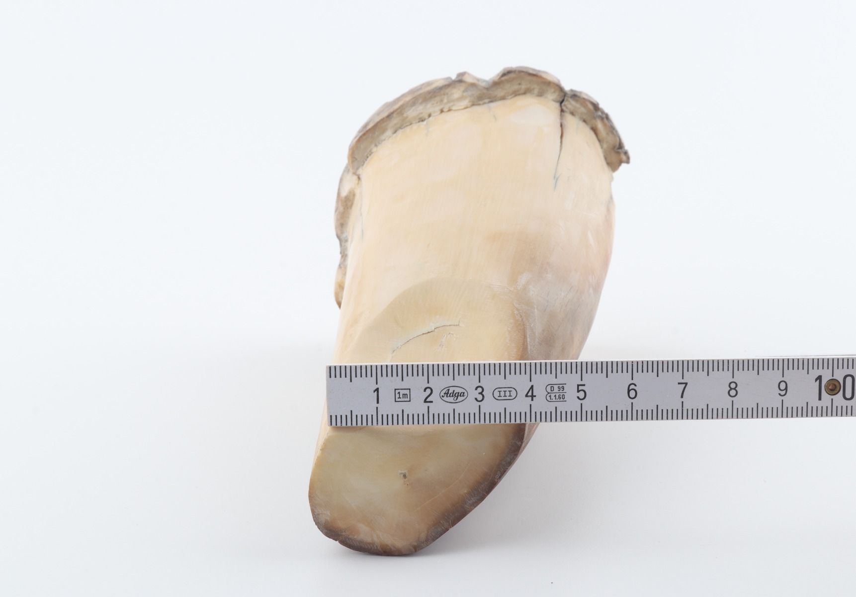 Round mammoth tusk piece