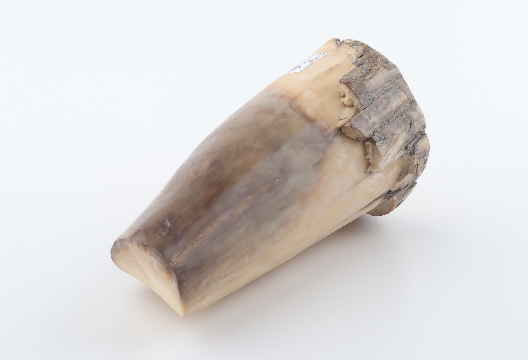 Round mammoth tusk piece
