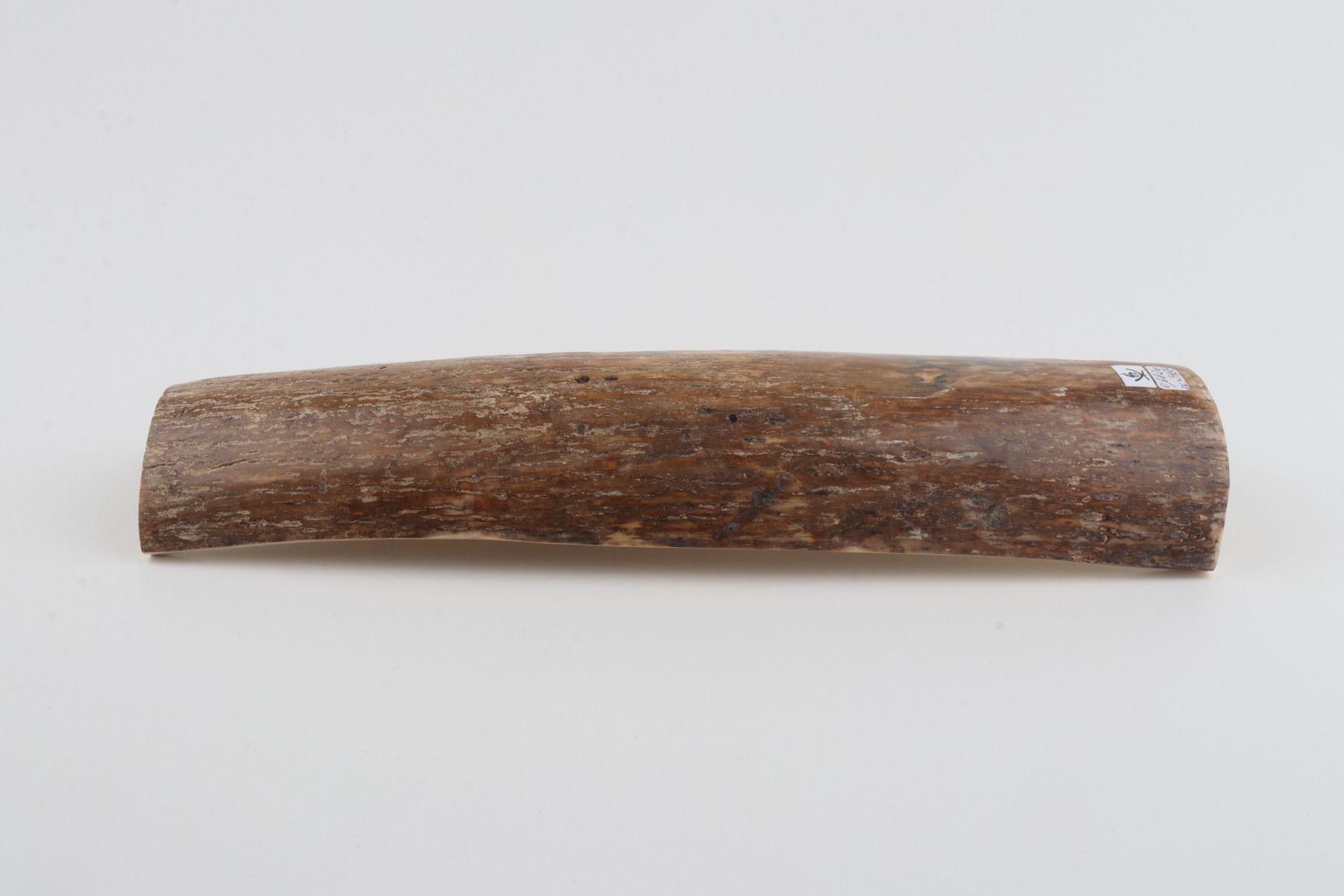 Beige mammoth bark