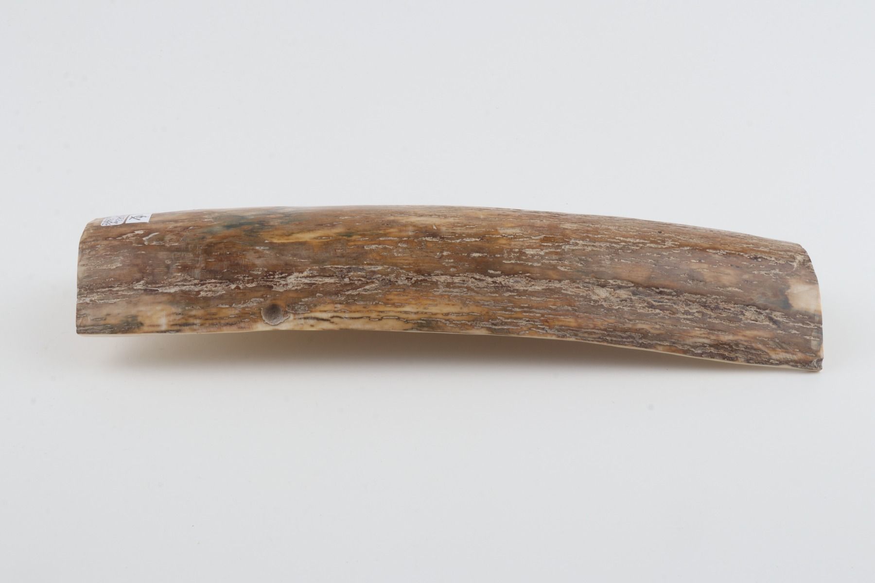 Beige mammoth bark