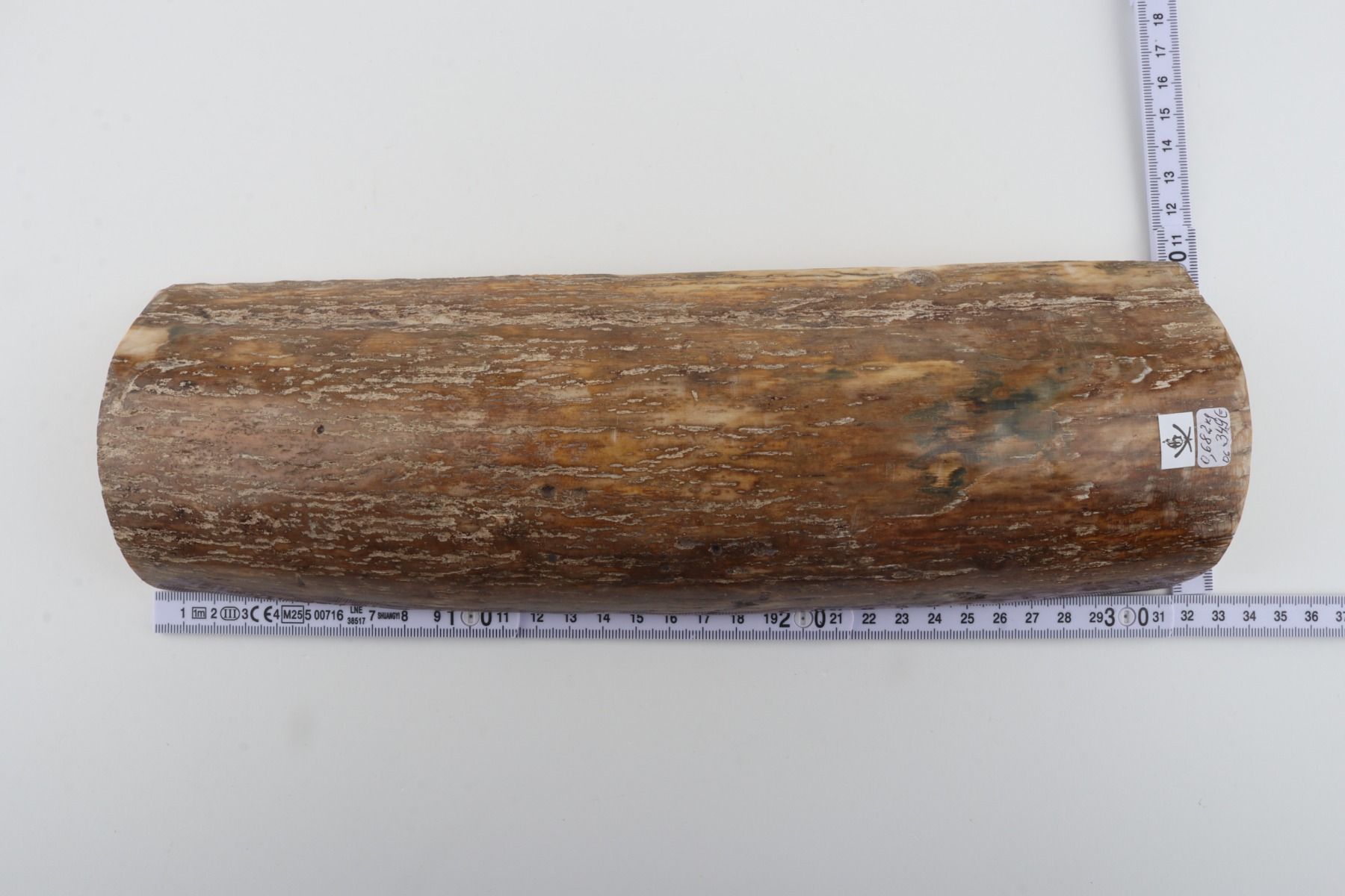 Beige mammoth bark