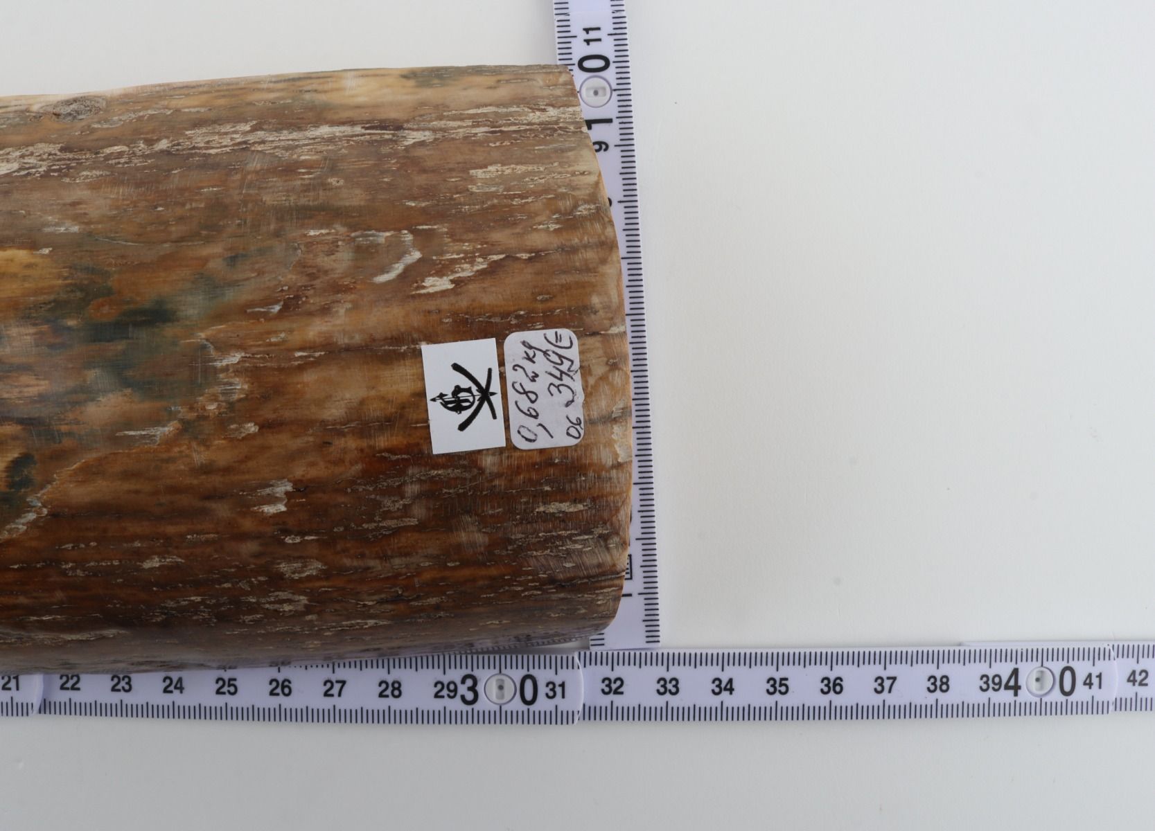Beige mammoth bark