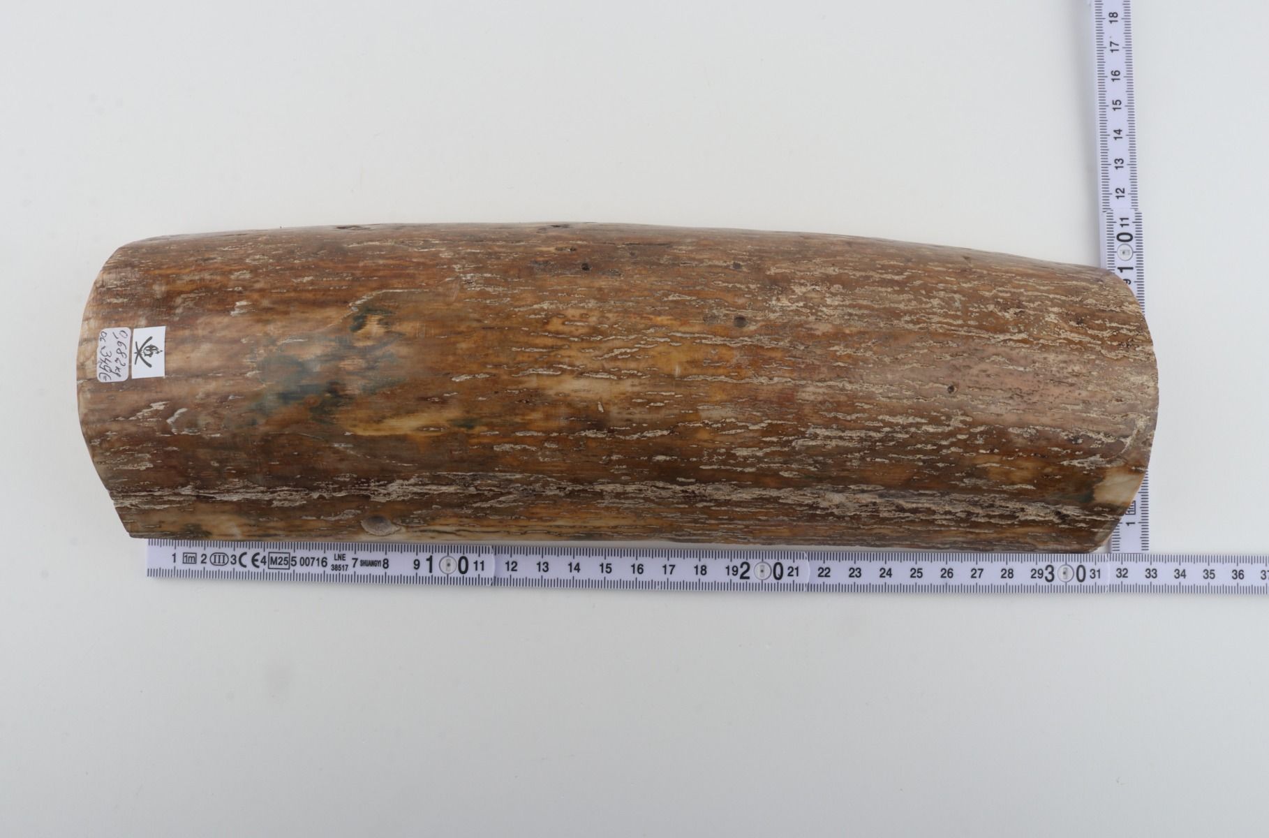 Beige mammoth bark