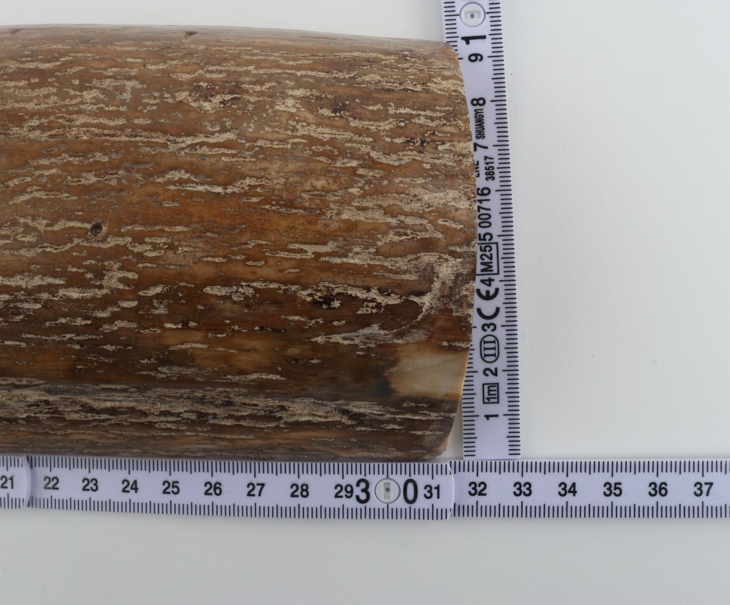 Beige mammoth bark