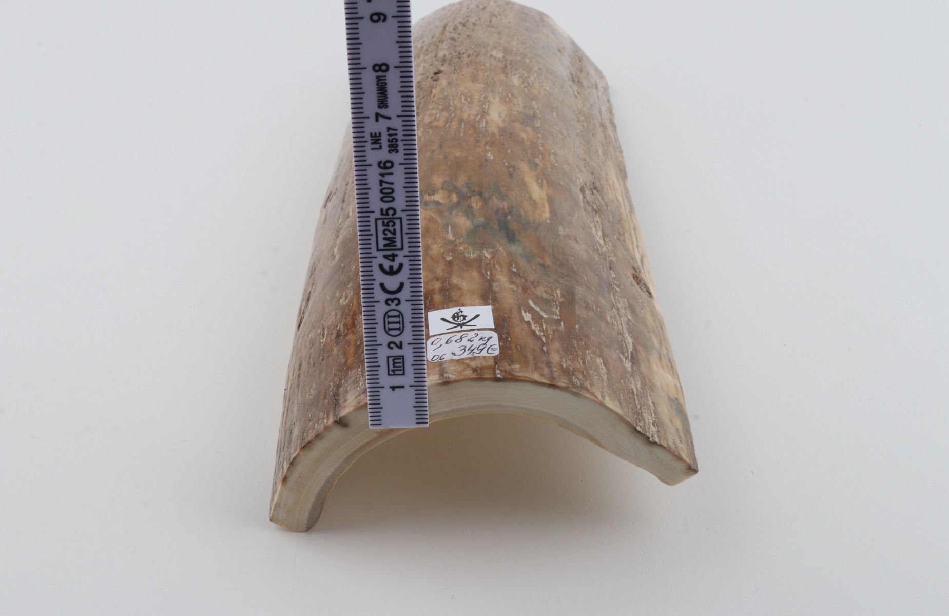Beige mammoth bark