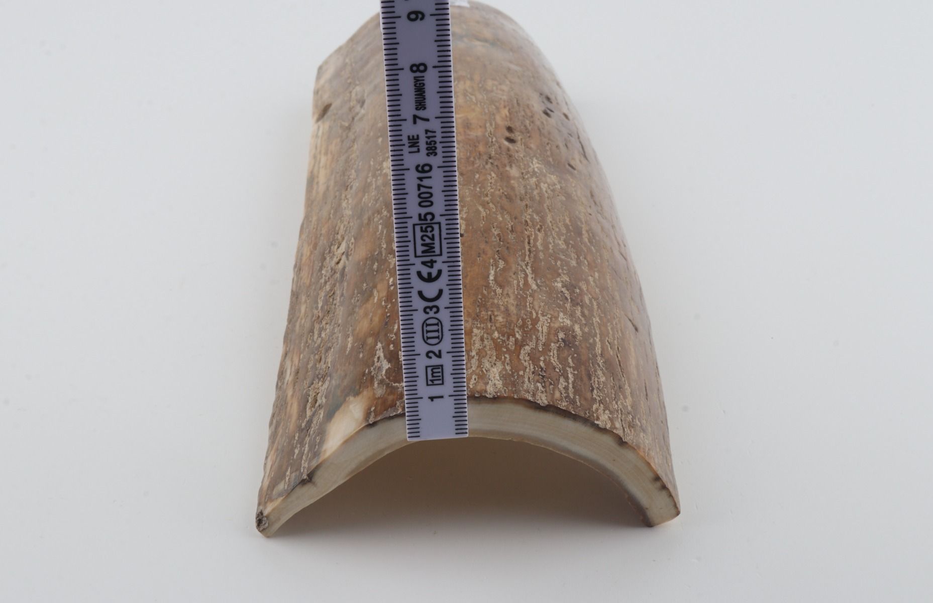 Beige mammoth bark