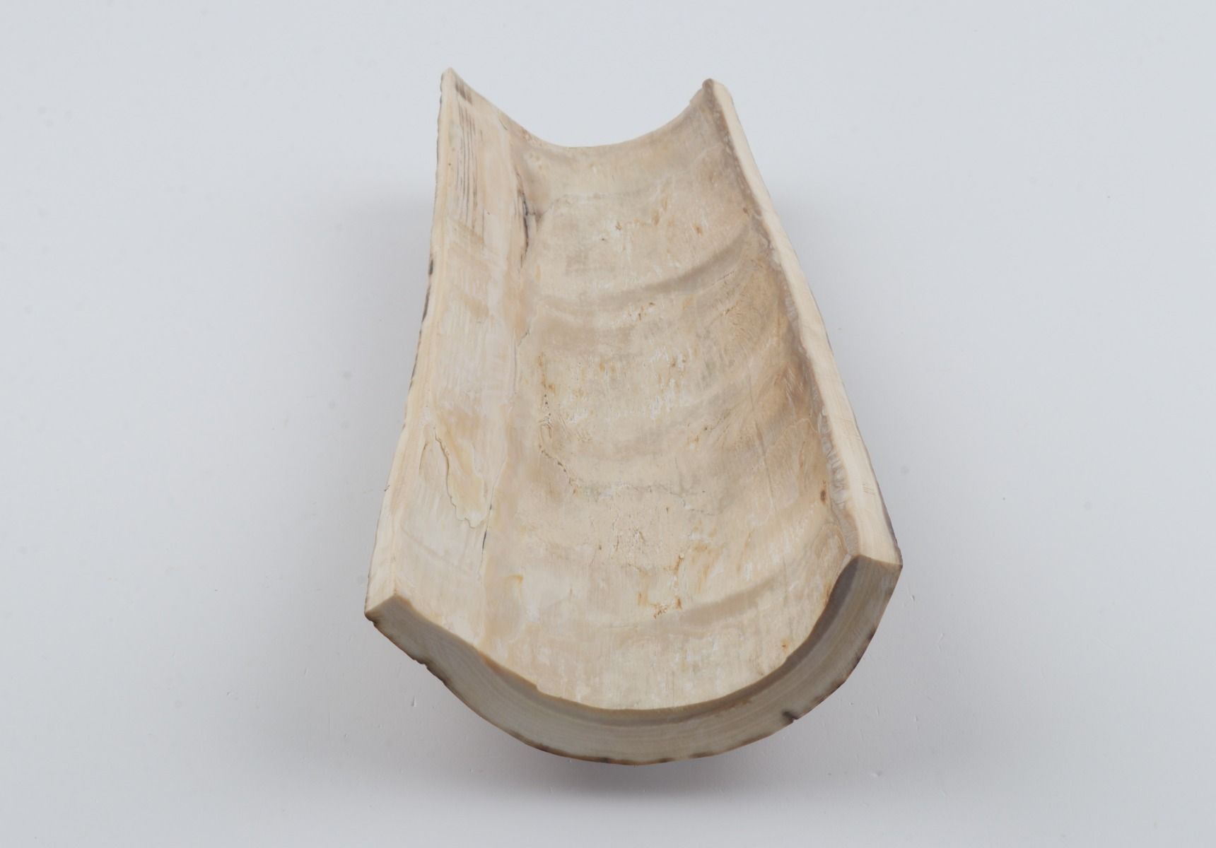 Beige mammoth bark