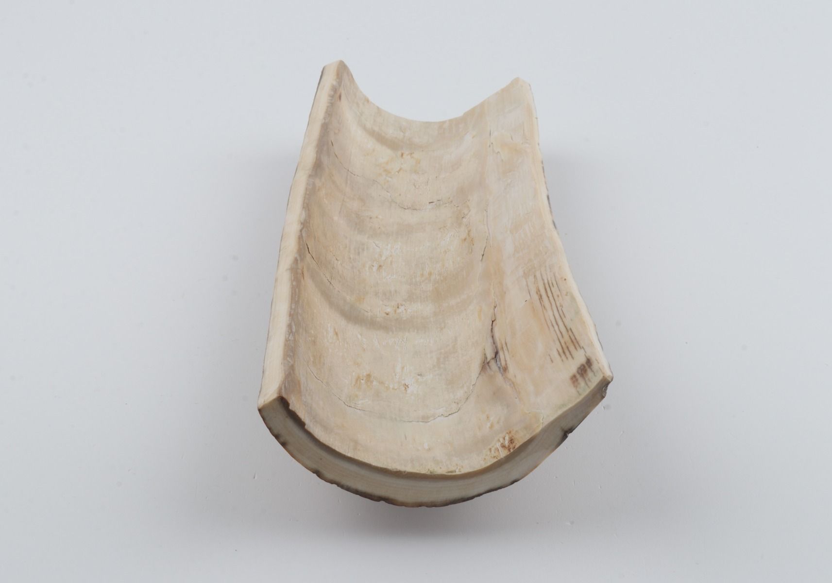 Beige mammoth bark