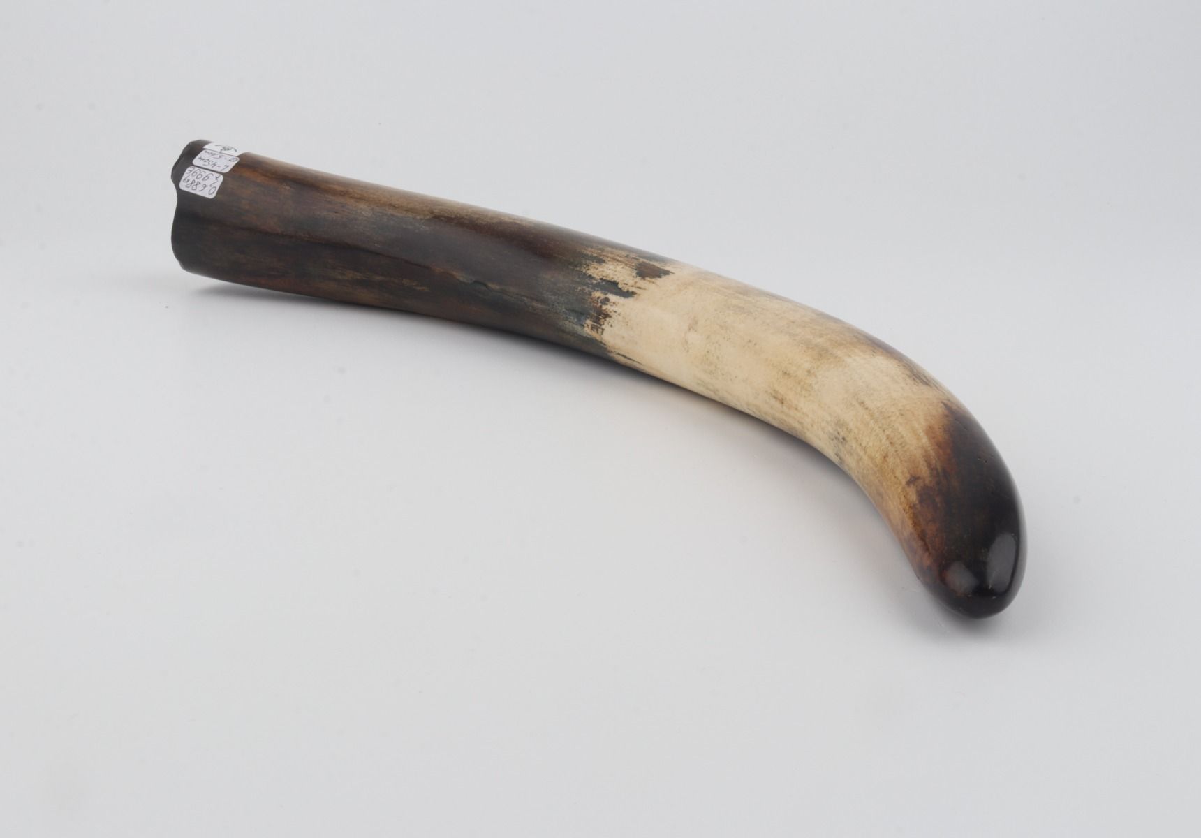Restored woolly mammoth tusk