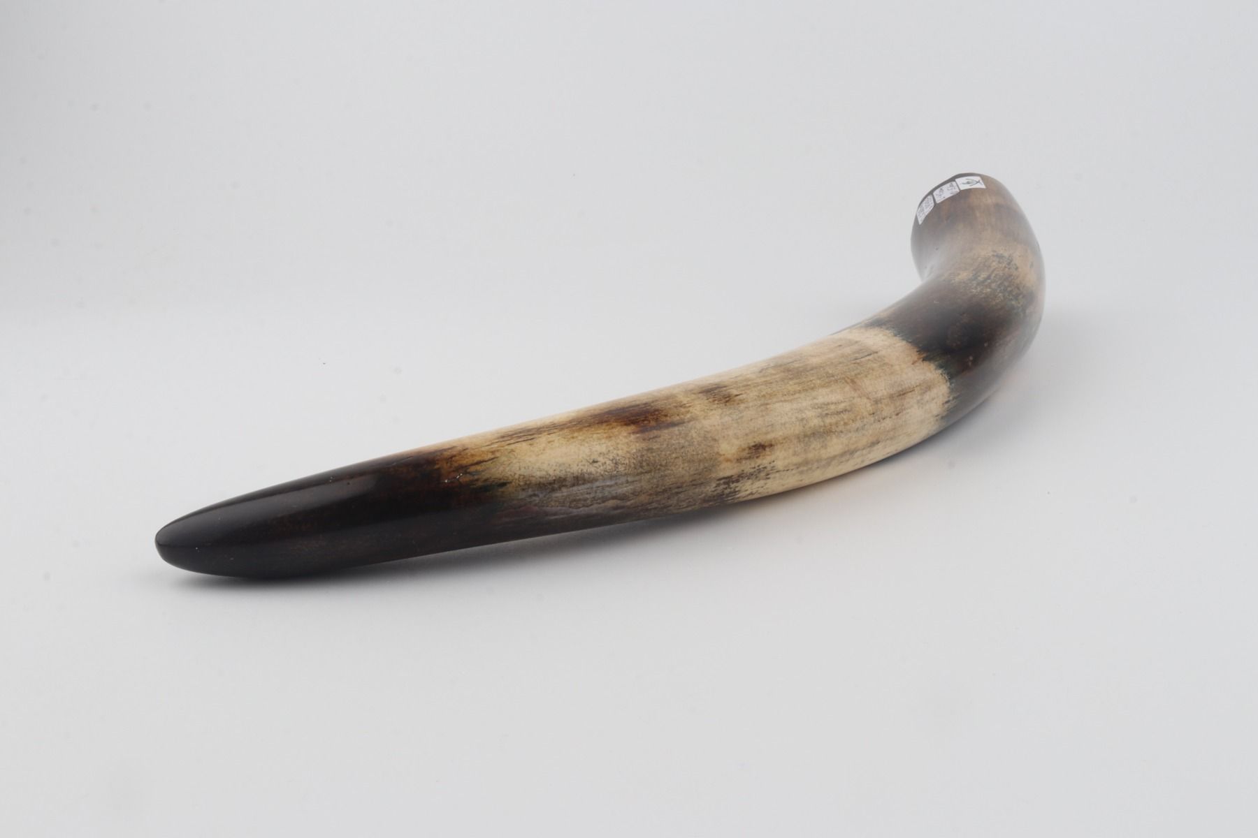 Restored woolly mammoth tusk