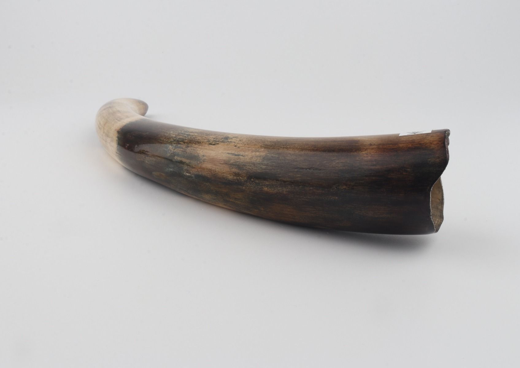 Restored woolly mammoth tusk