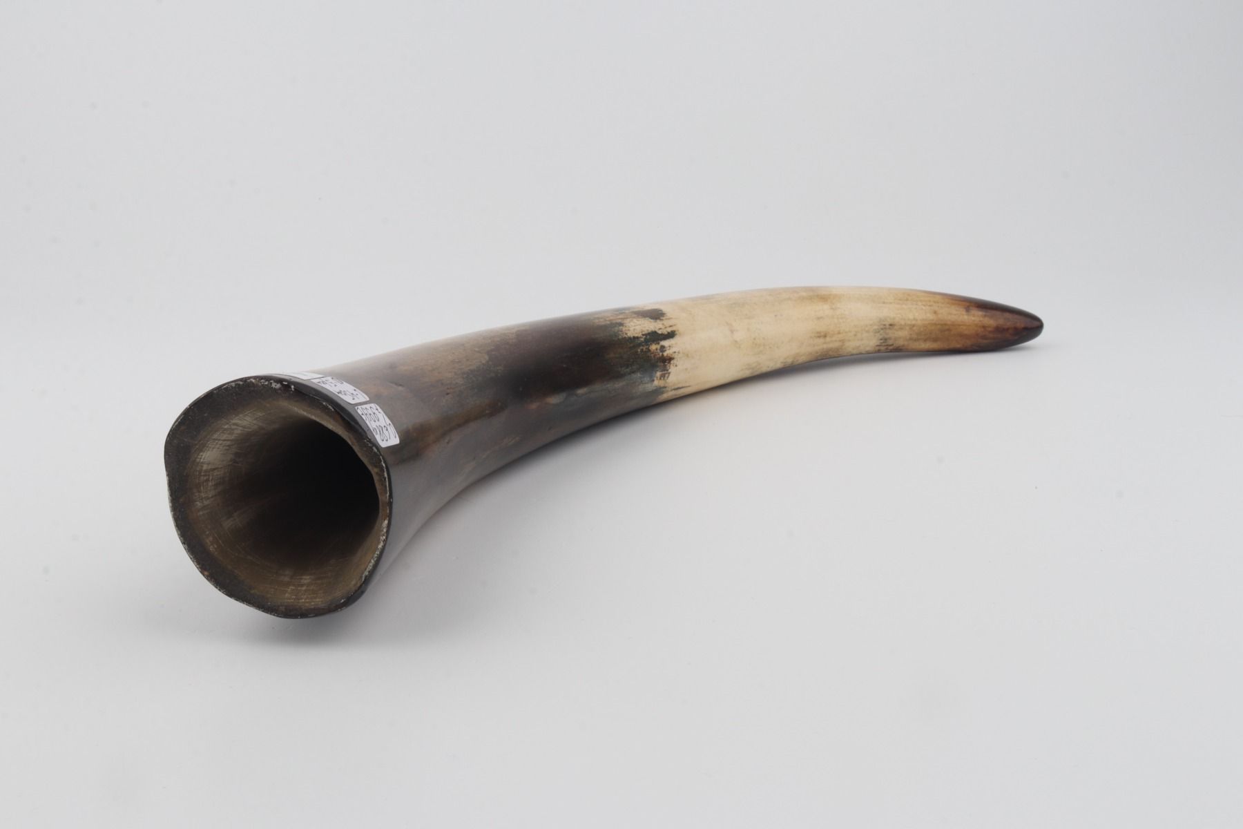 Restored woolly mammoth tusk
