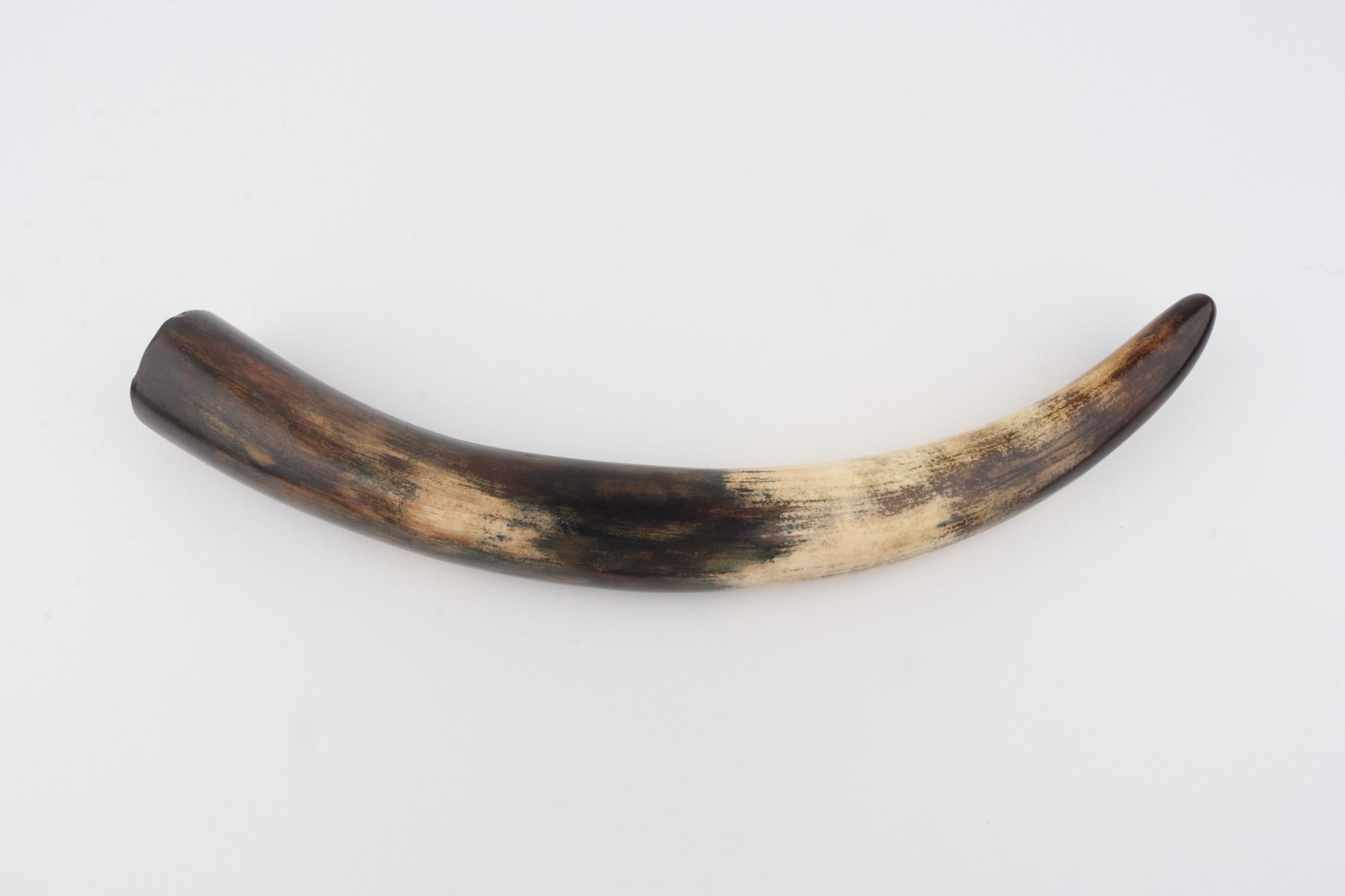 Restored woolly mammoth tusk