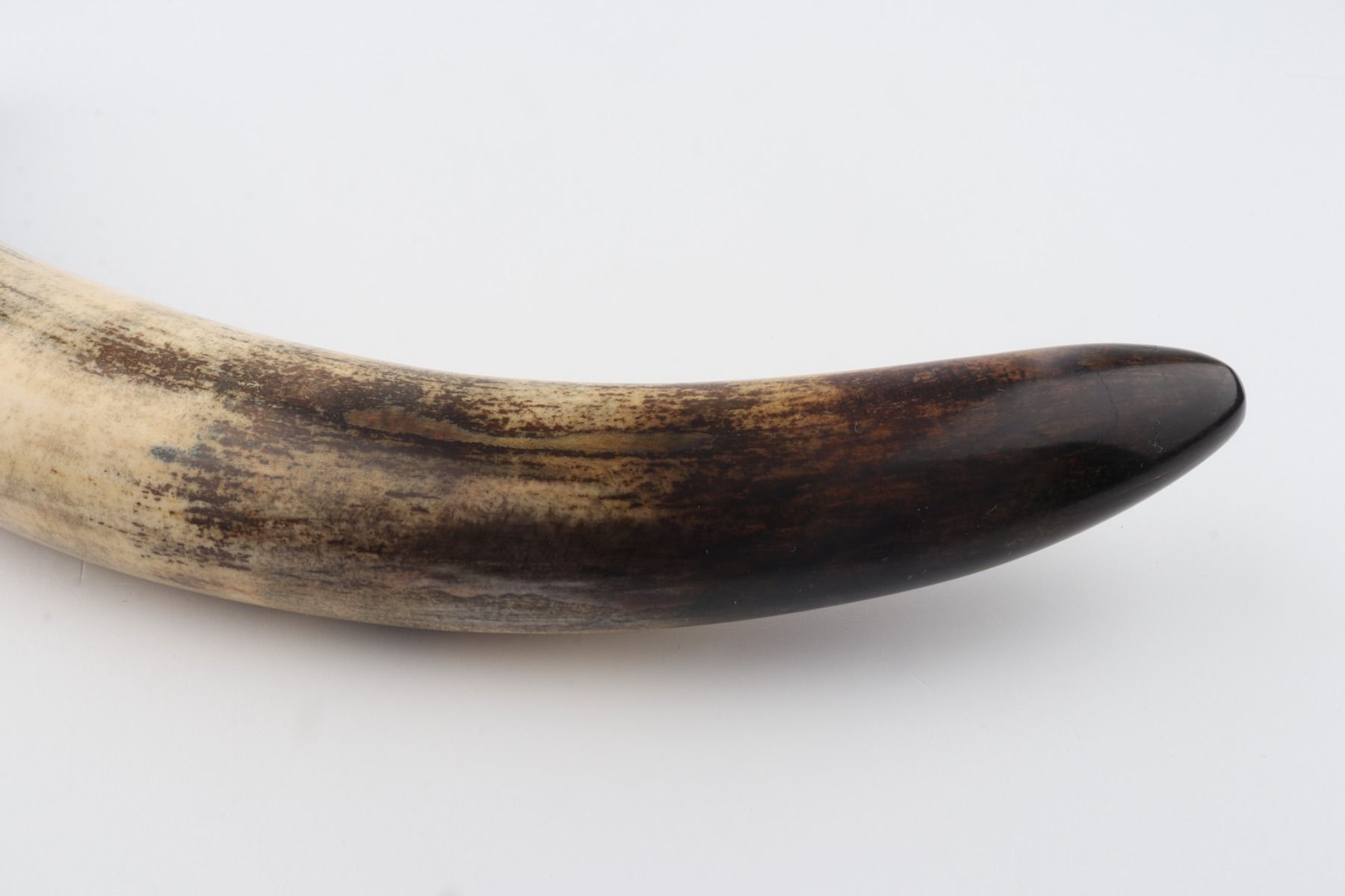 Restored woolly mammoth tusk