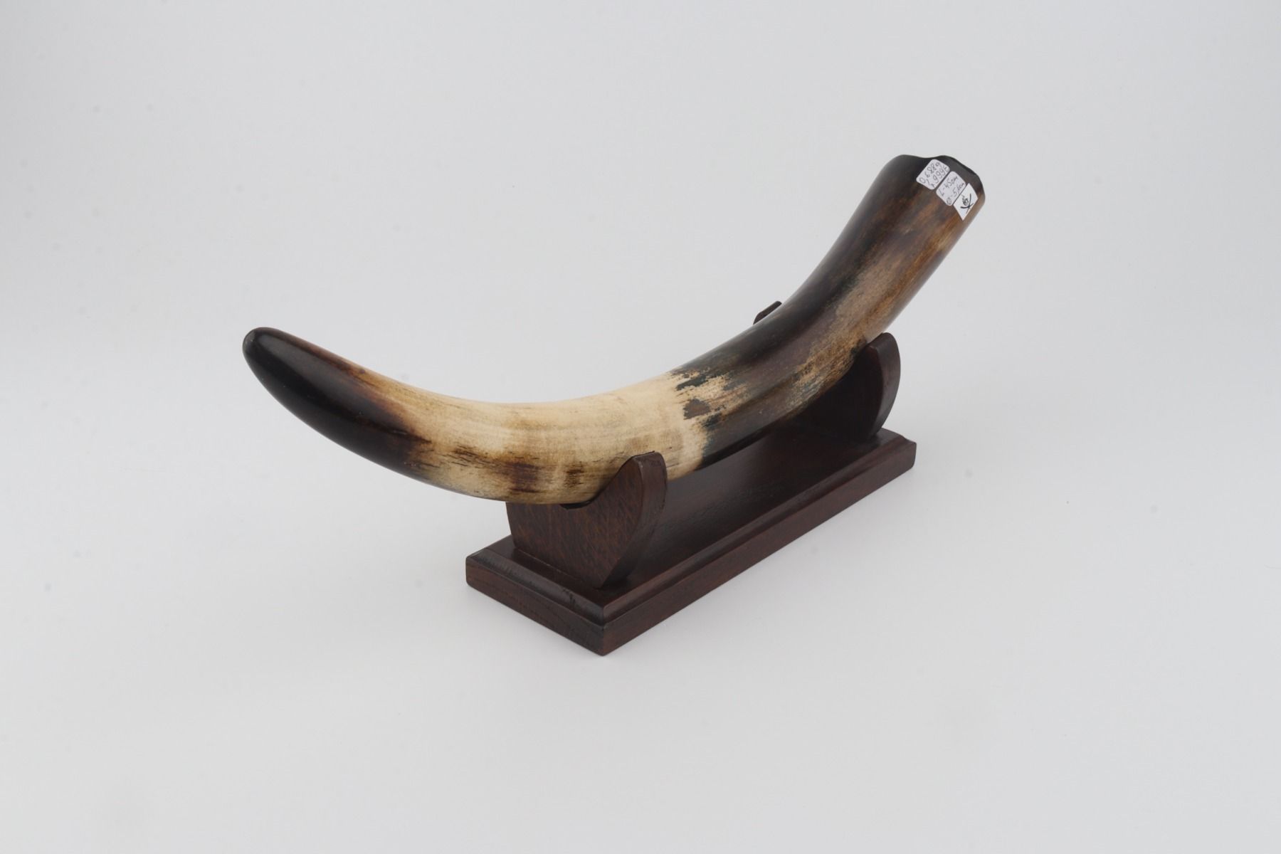 Restored woolly mammoth tusk