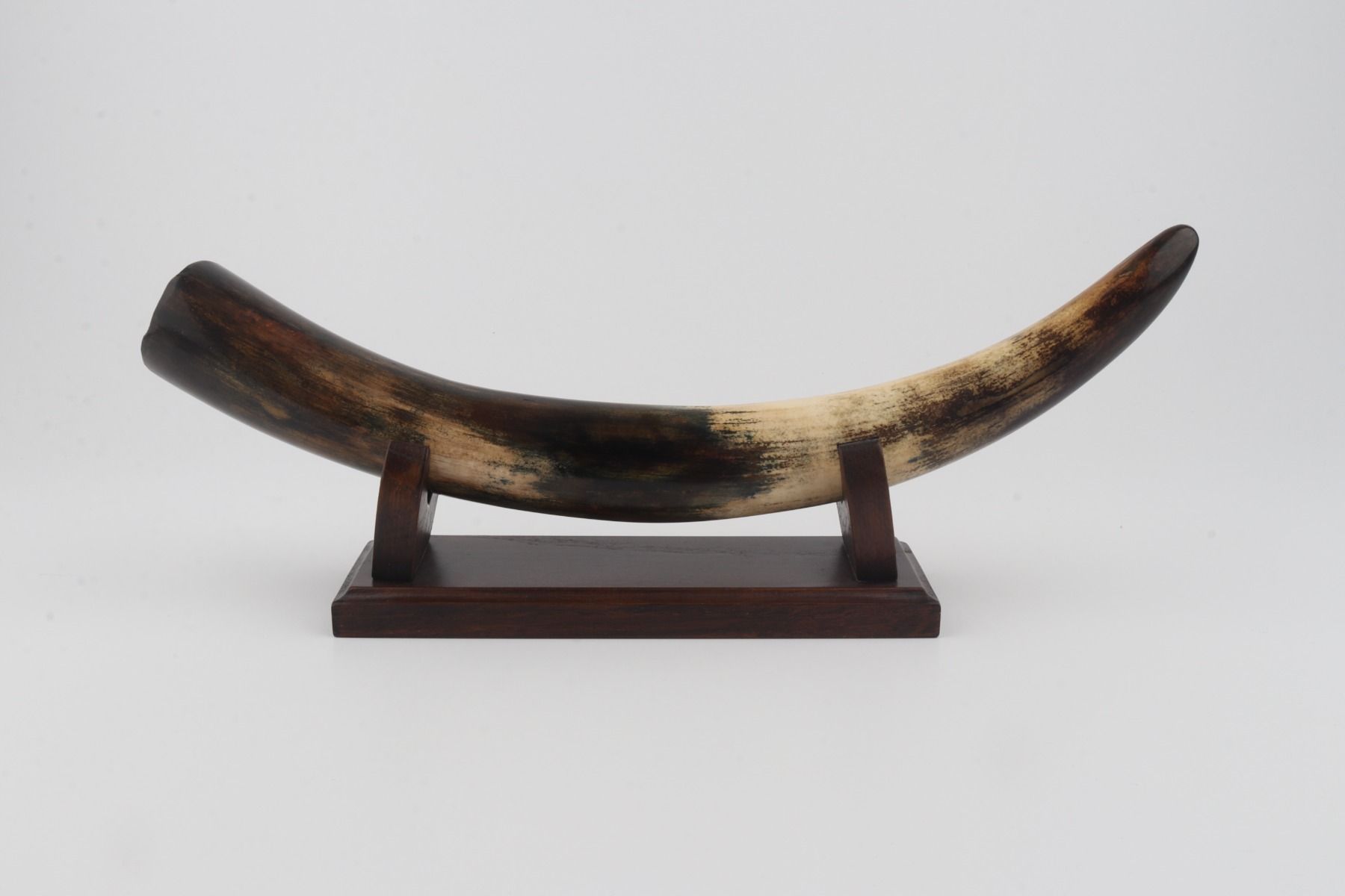 Restored woolly mammoth tusk