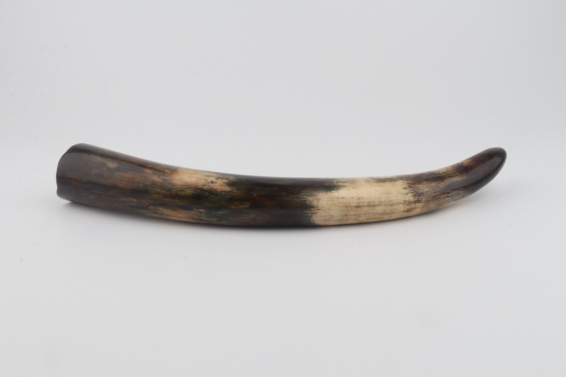Restored woolly mammoth tusk