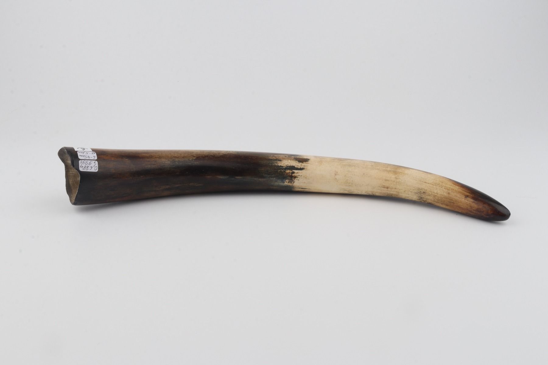 Restored woolly mammoth tusk