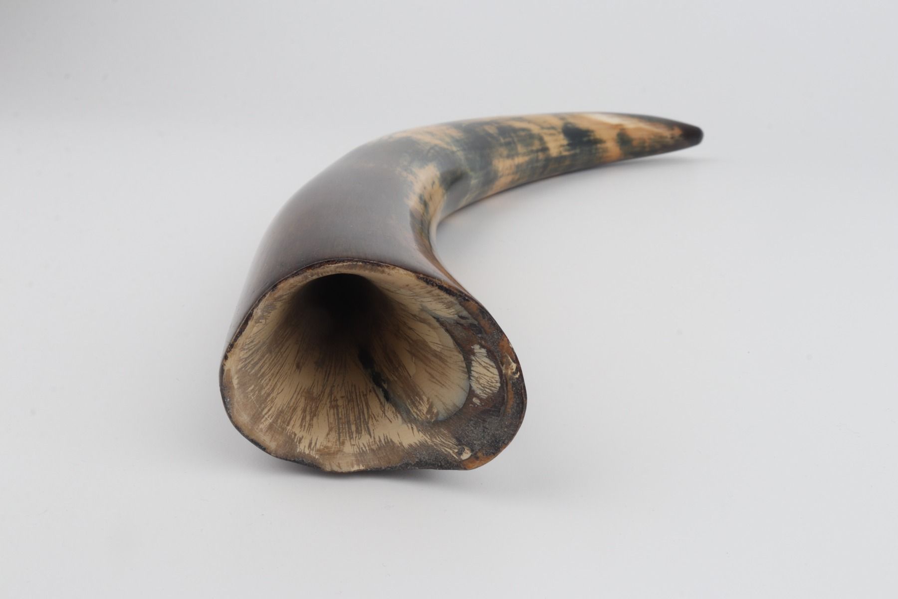 Restored mammoth tusk