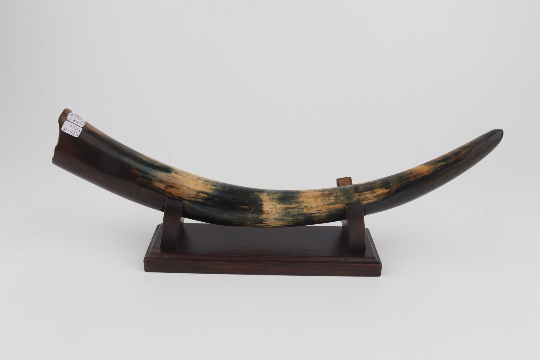 Restored mammoth tusk
