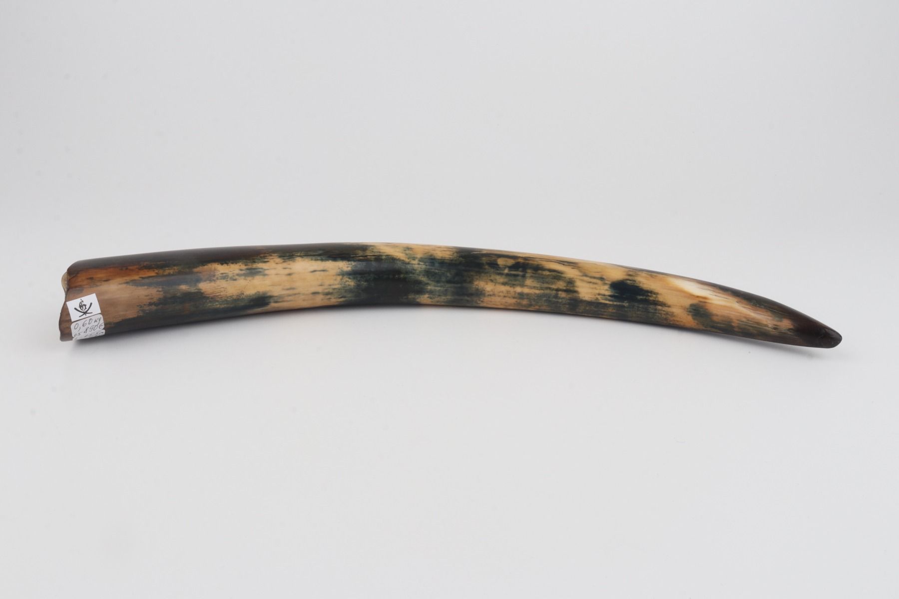 Restored mammoth tusk