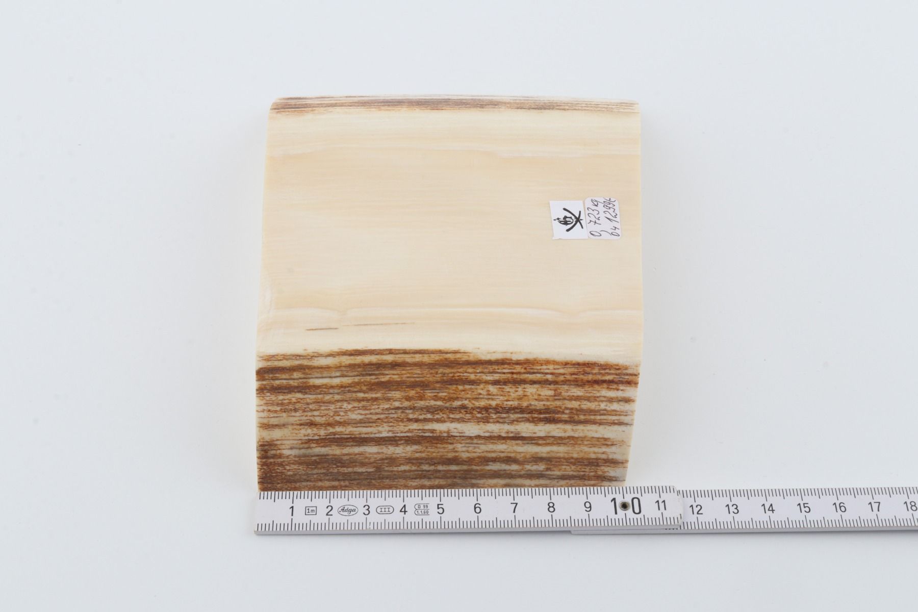 White mammoth ivory segment