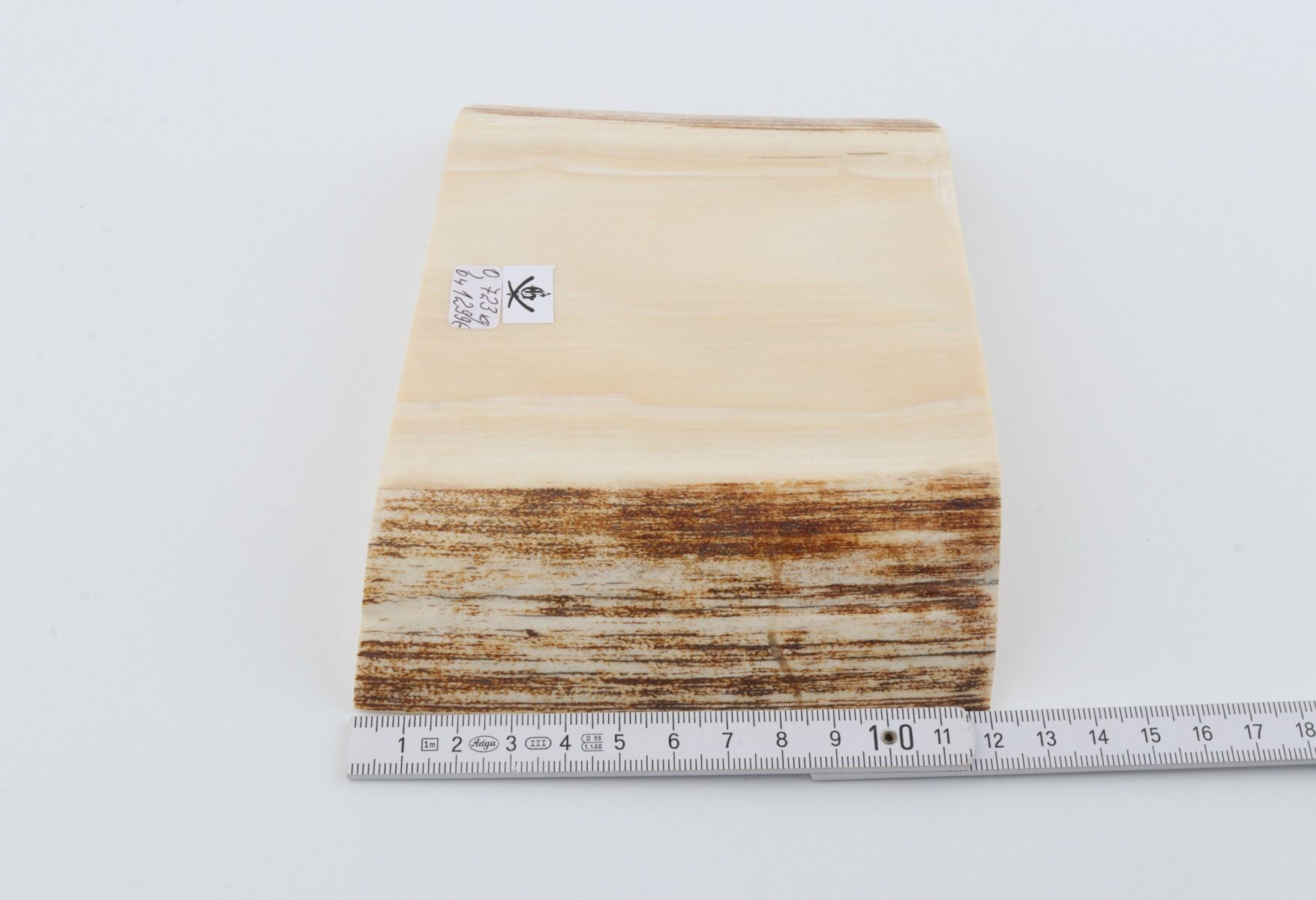 White mammoth ivory segment