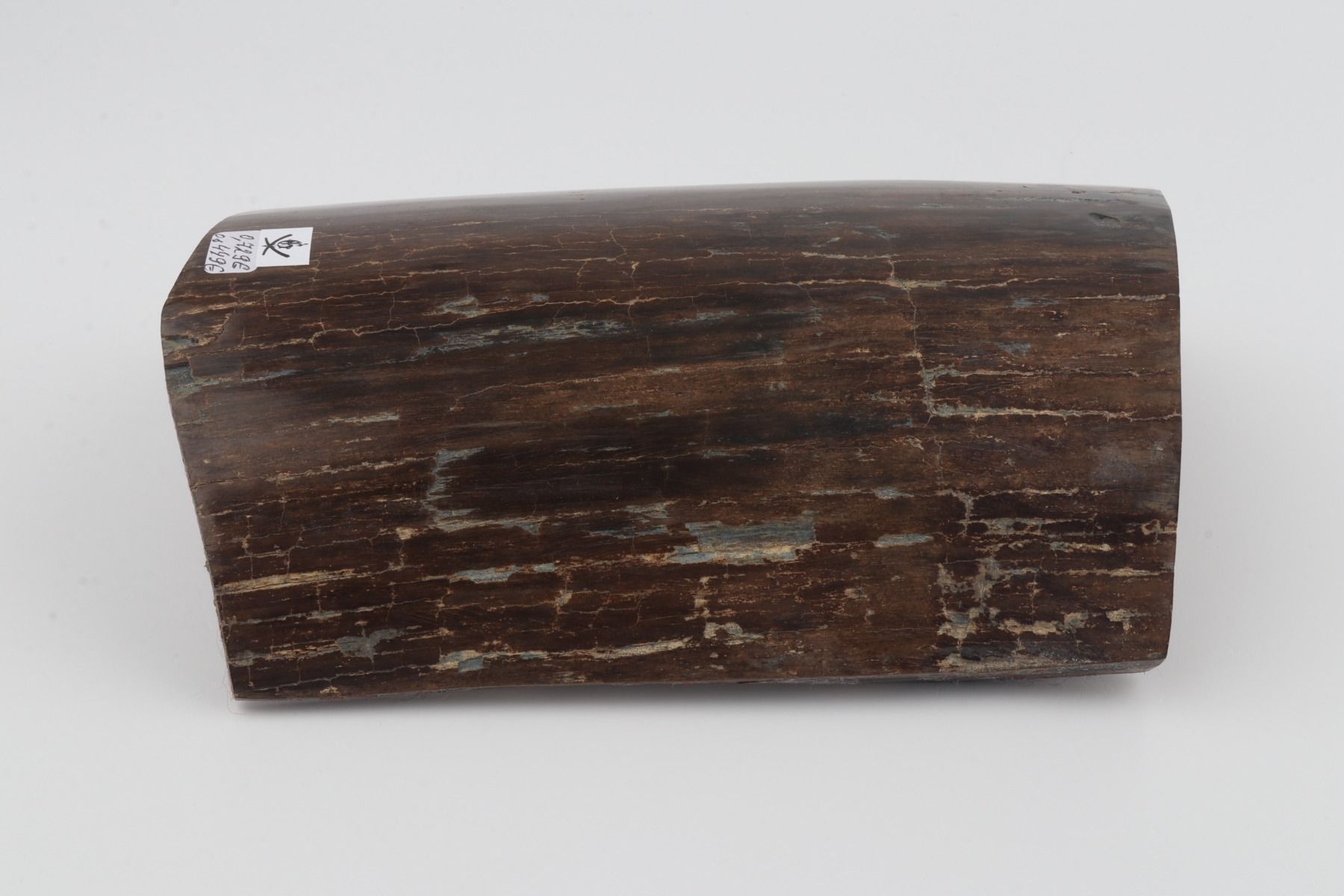 Brown mammoth bark