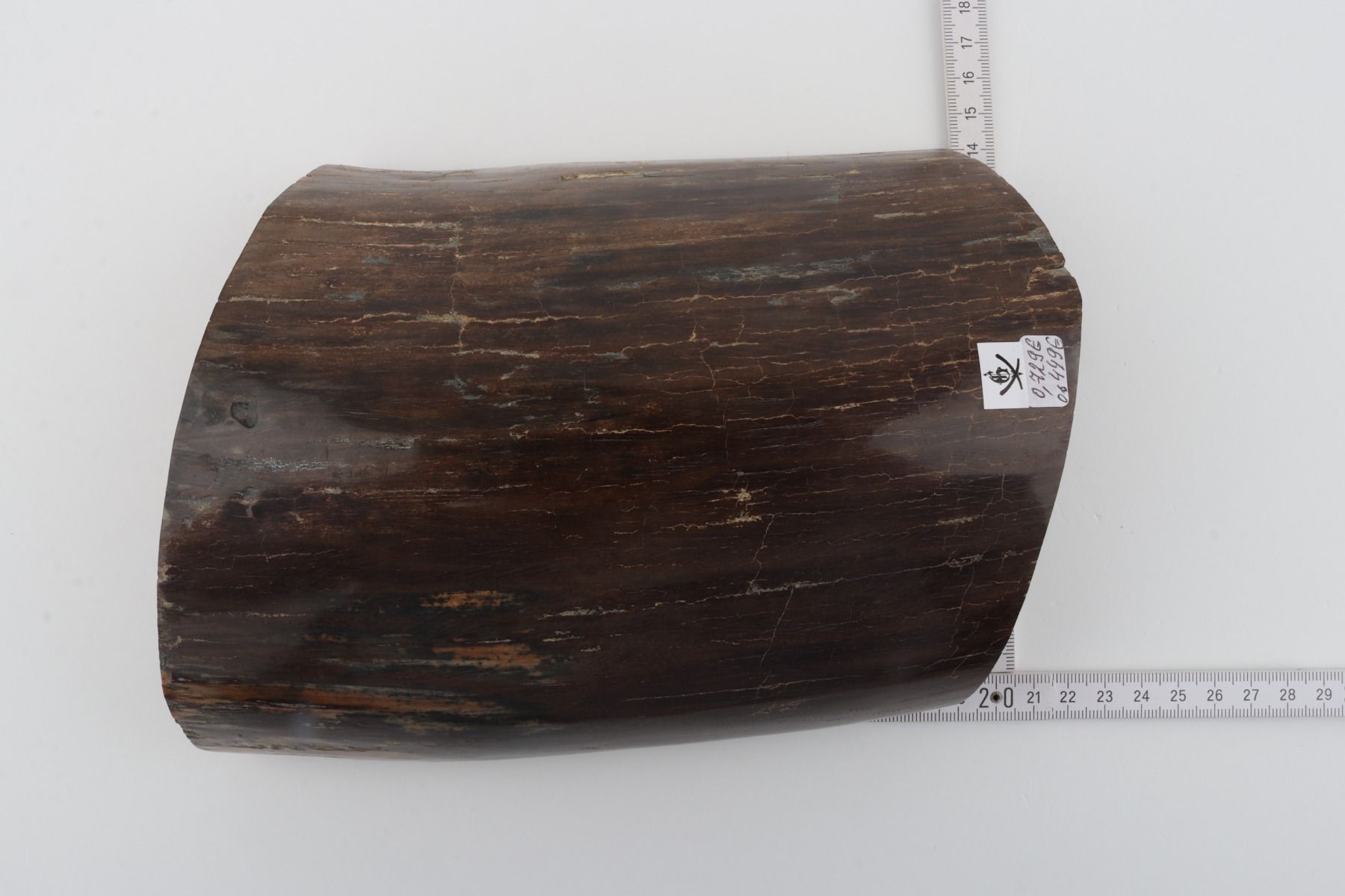 Brown mammoth bark