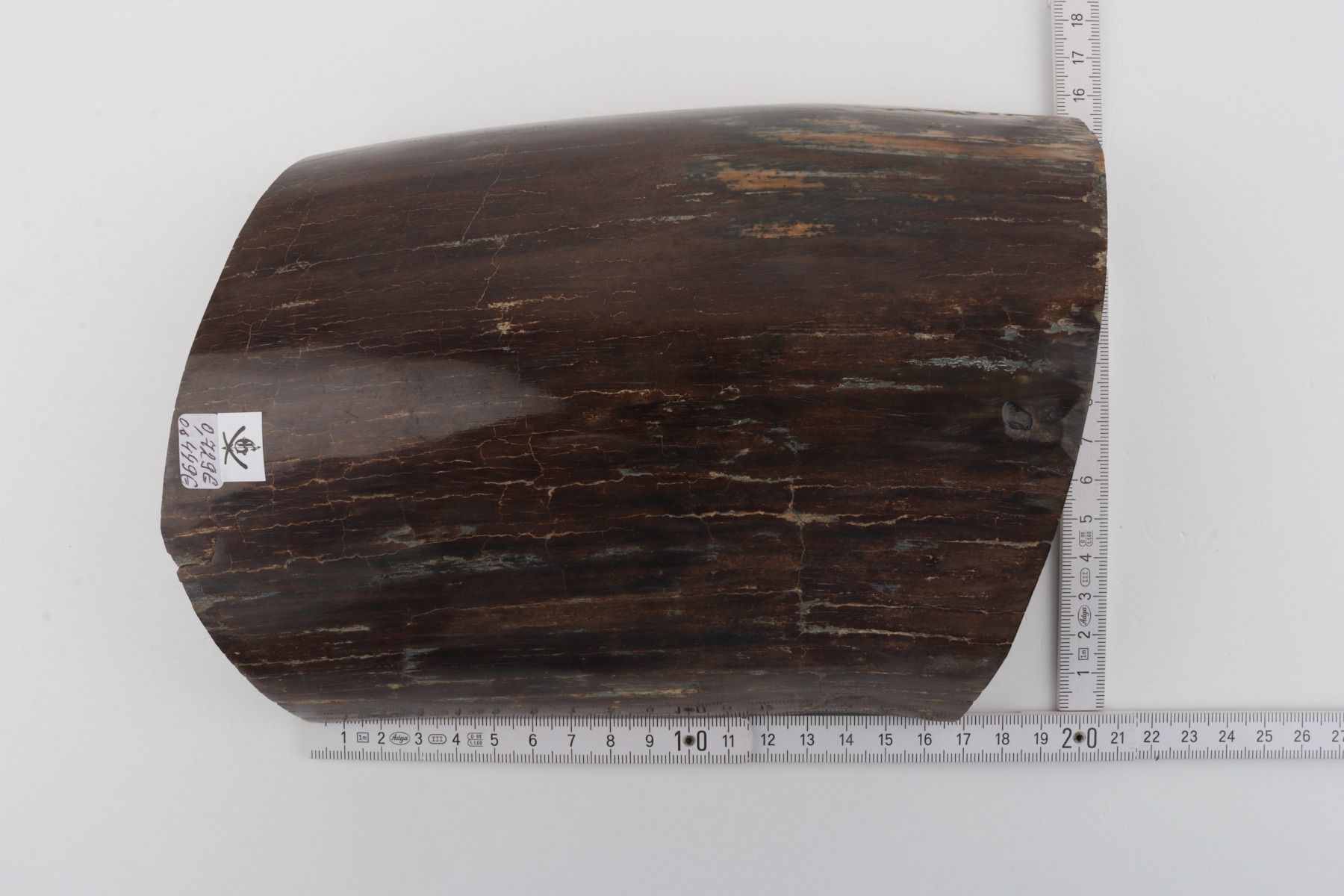 Brown mammoth bark