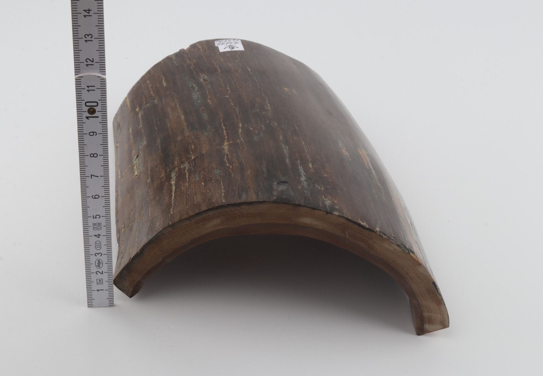 Brown mammoth bark