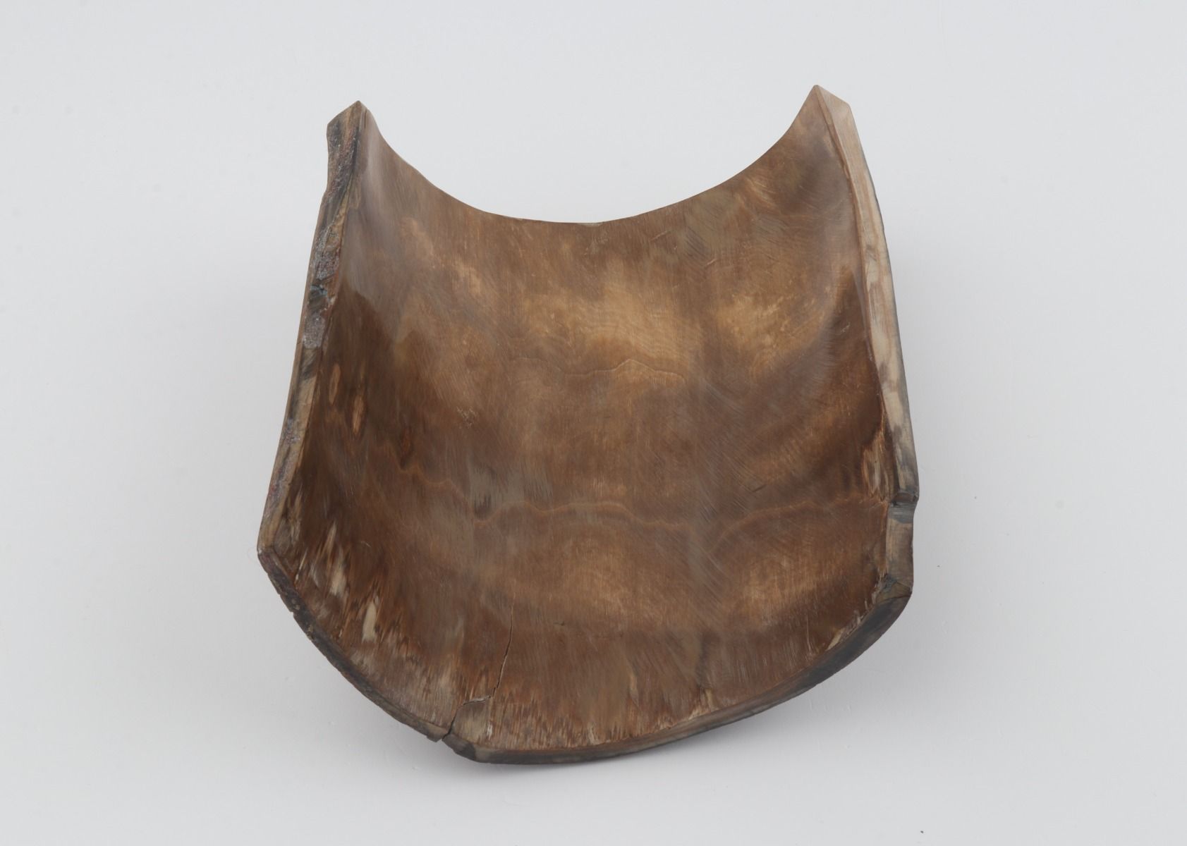 Brown mammoth bark