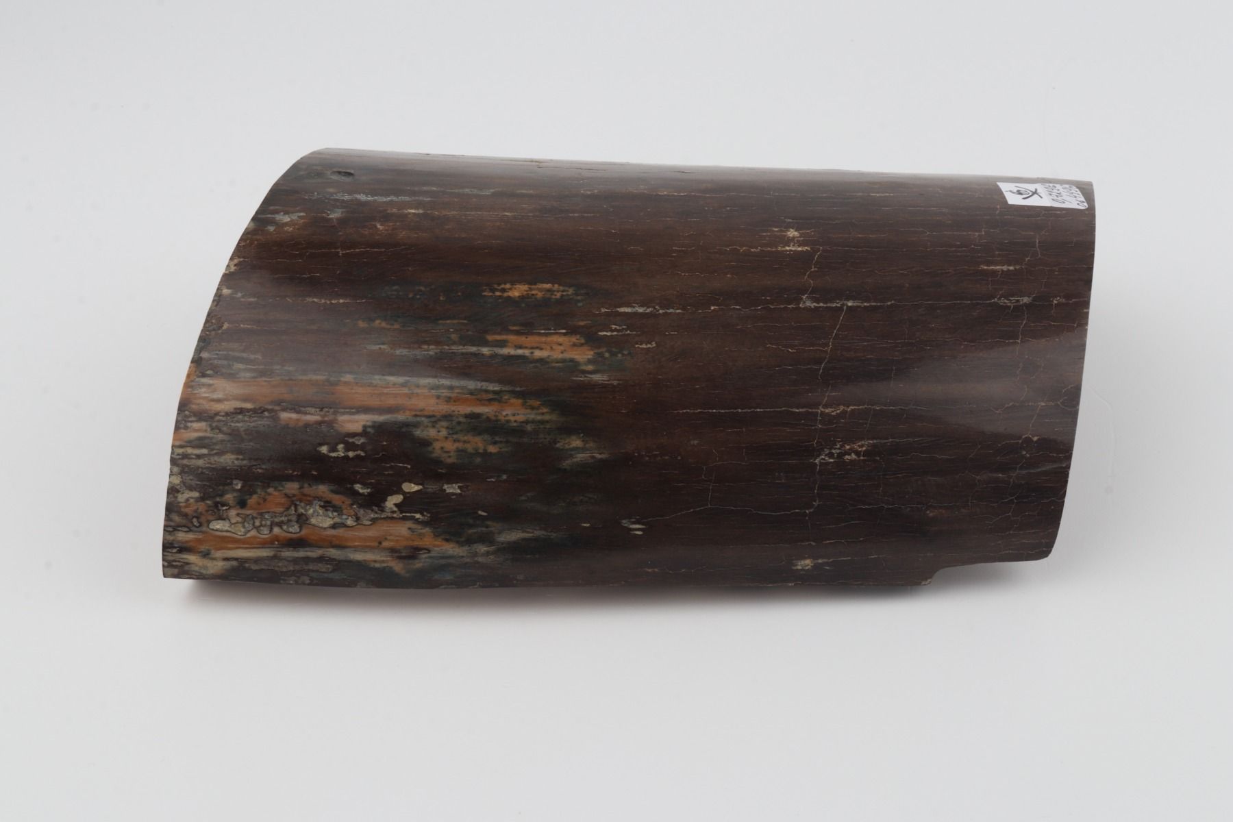 Brown mammoth bark
