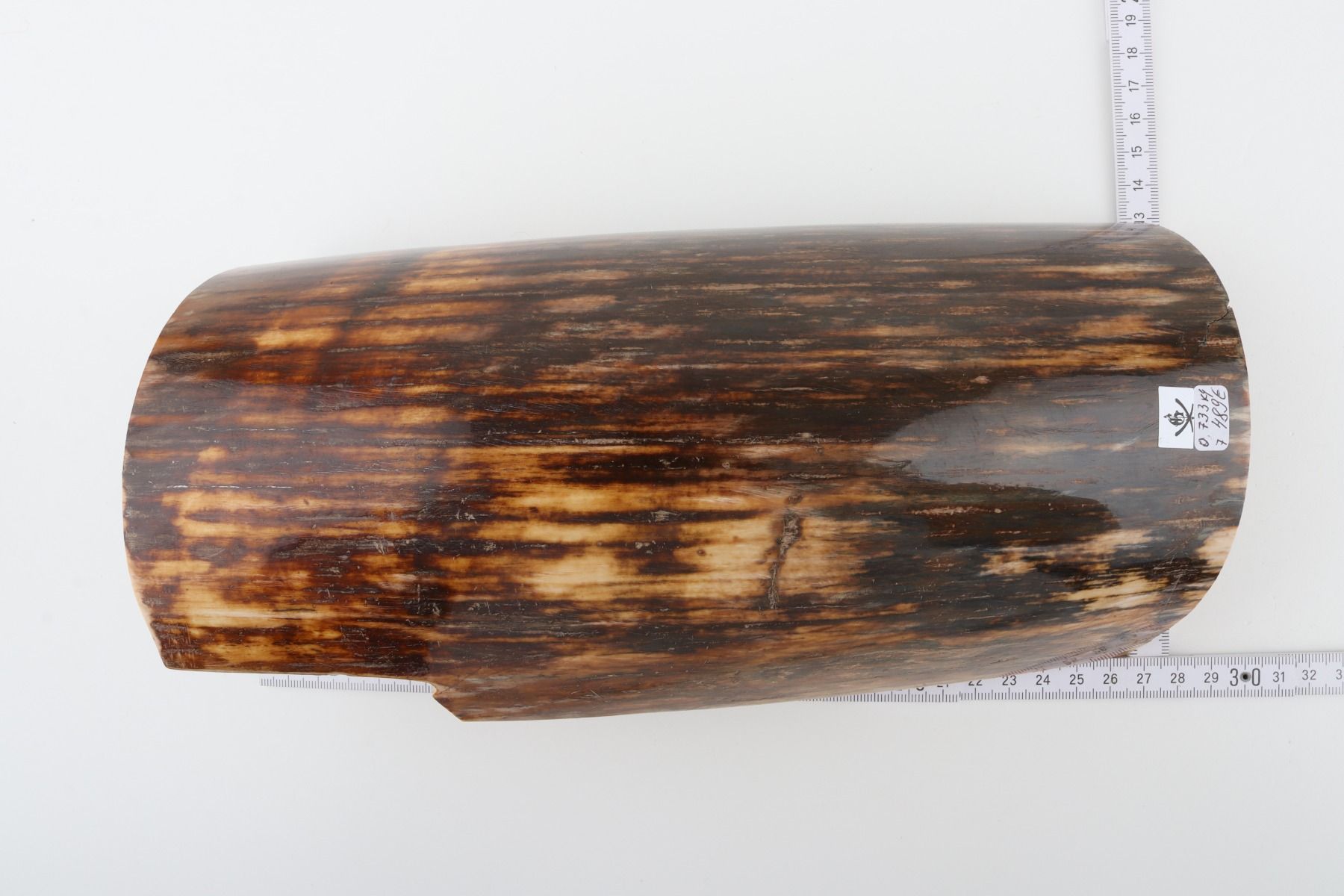 Brown mammoth bark