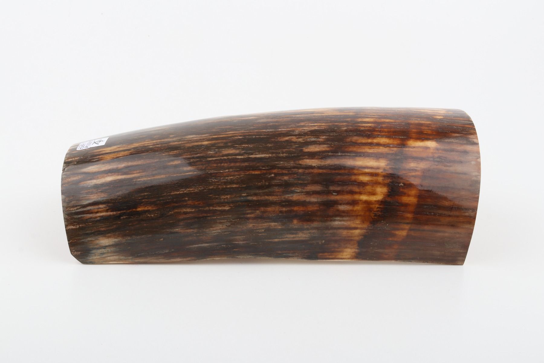 Brown mammoth bark