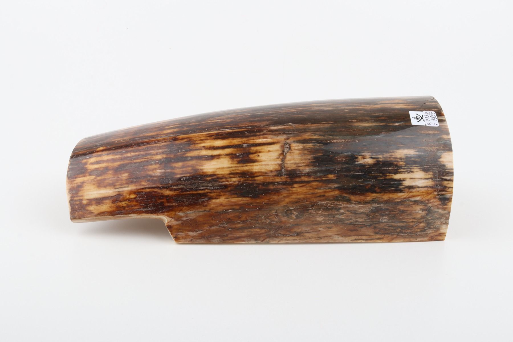 Brown mammoth bark