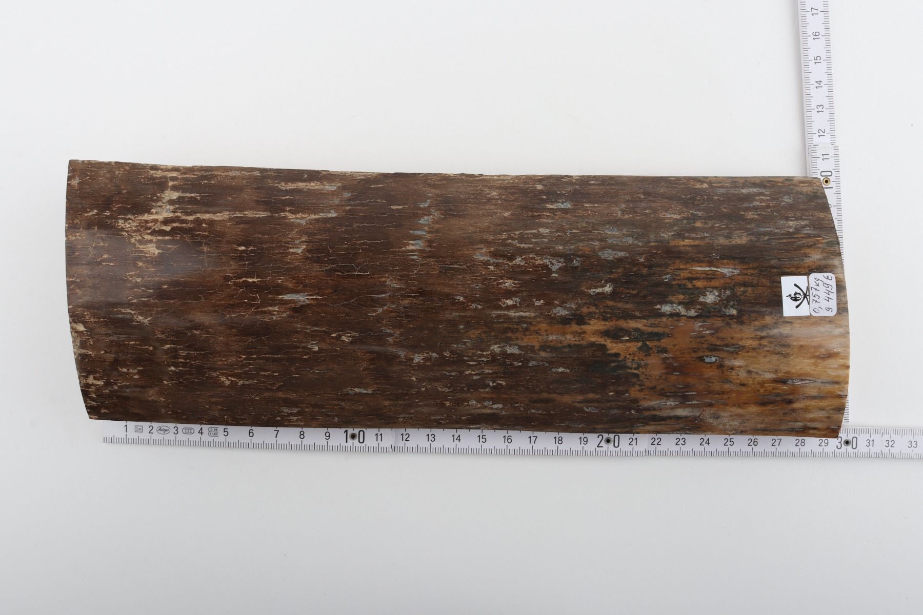 Brown mammoth bark