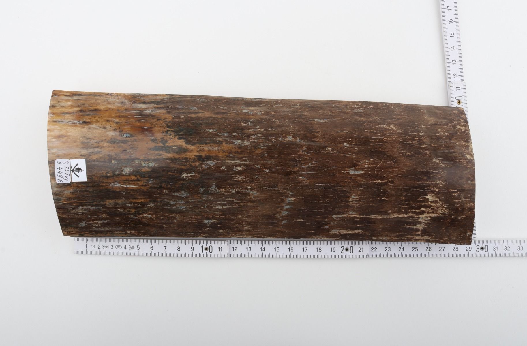 Brown mammoth bark