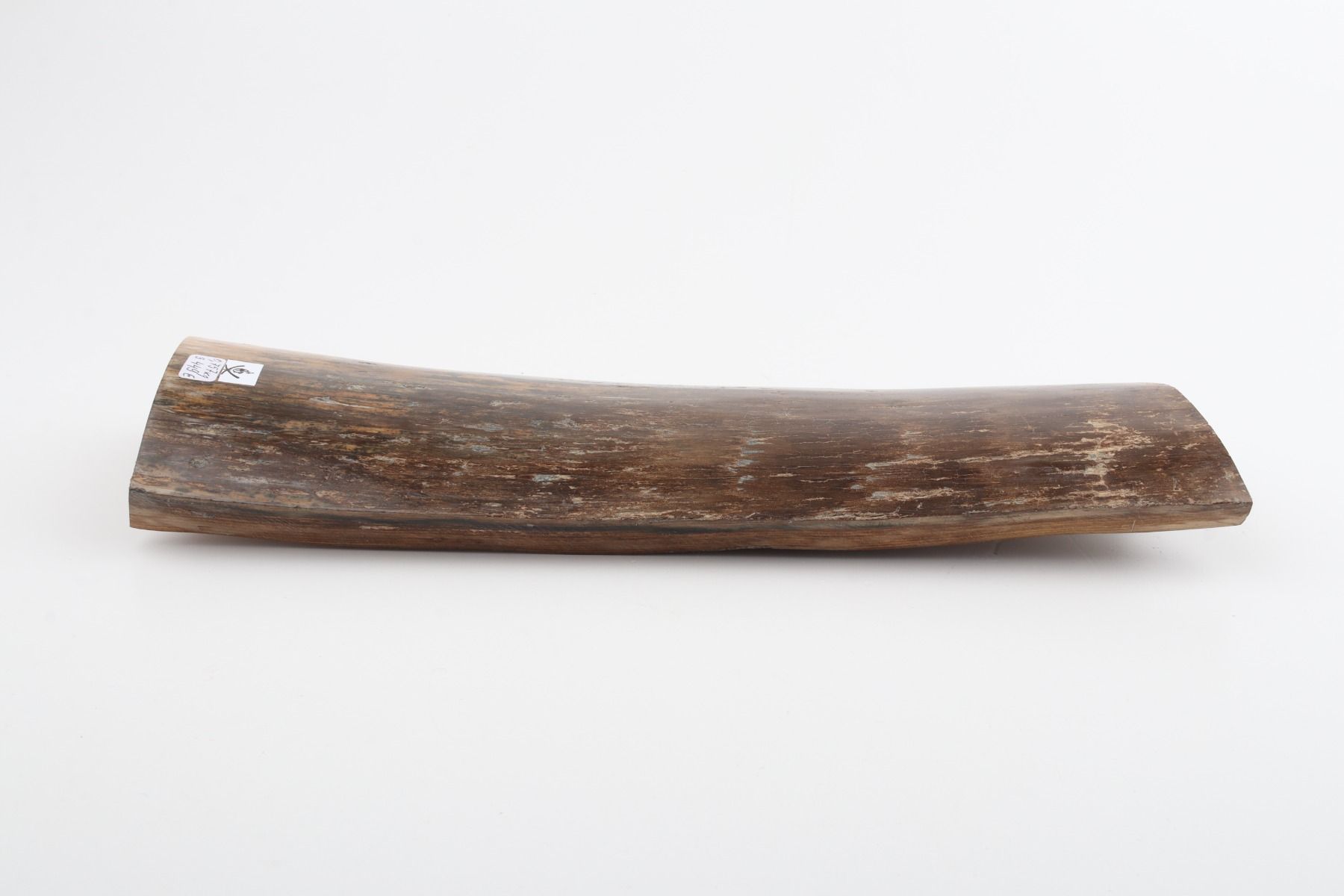 Brown mammoth bark