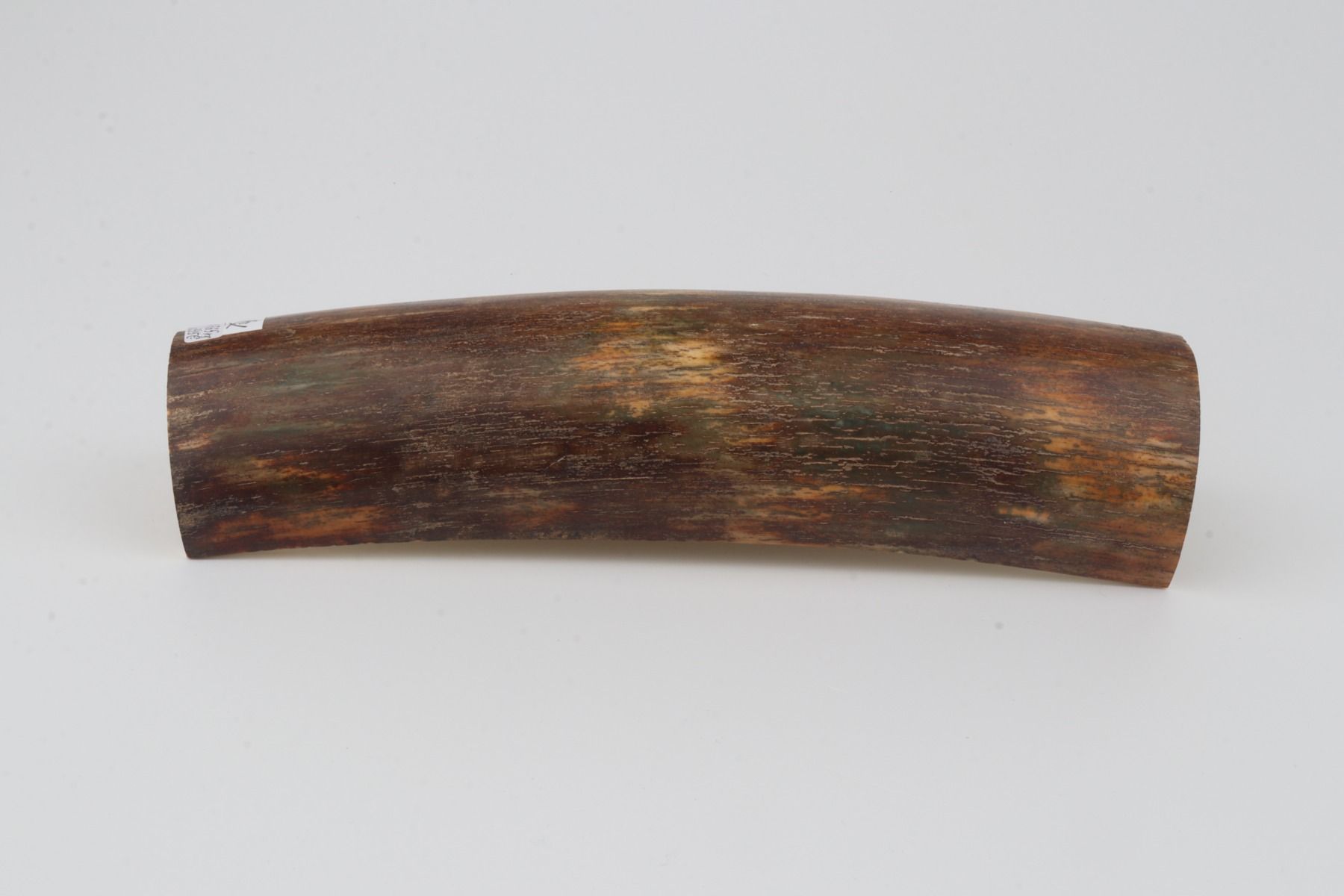 Natural woolly mammoth bark