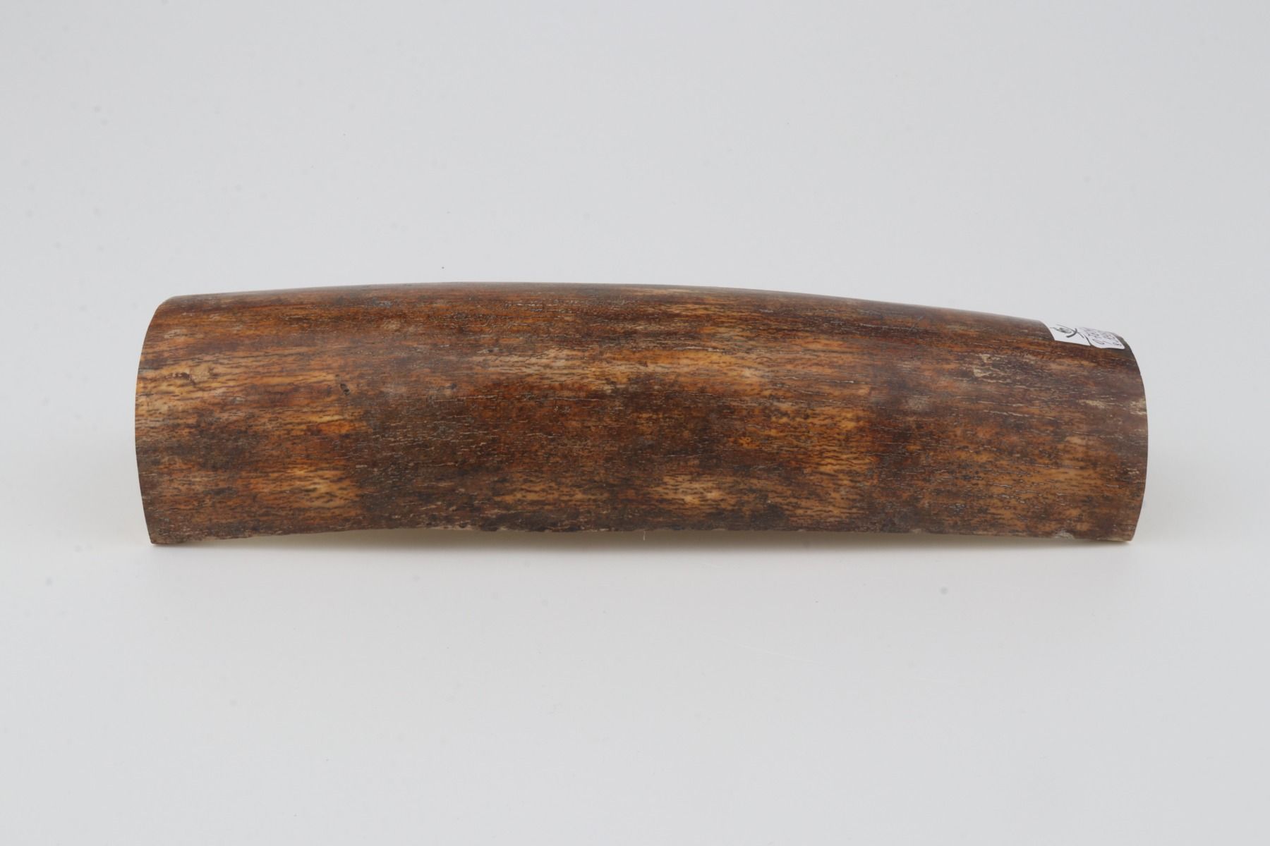 Natural woolly mammoth bark