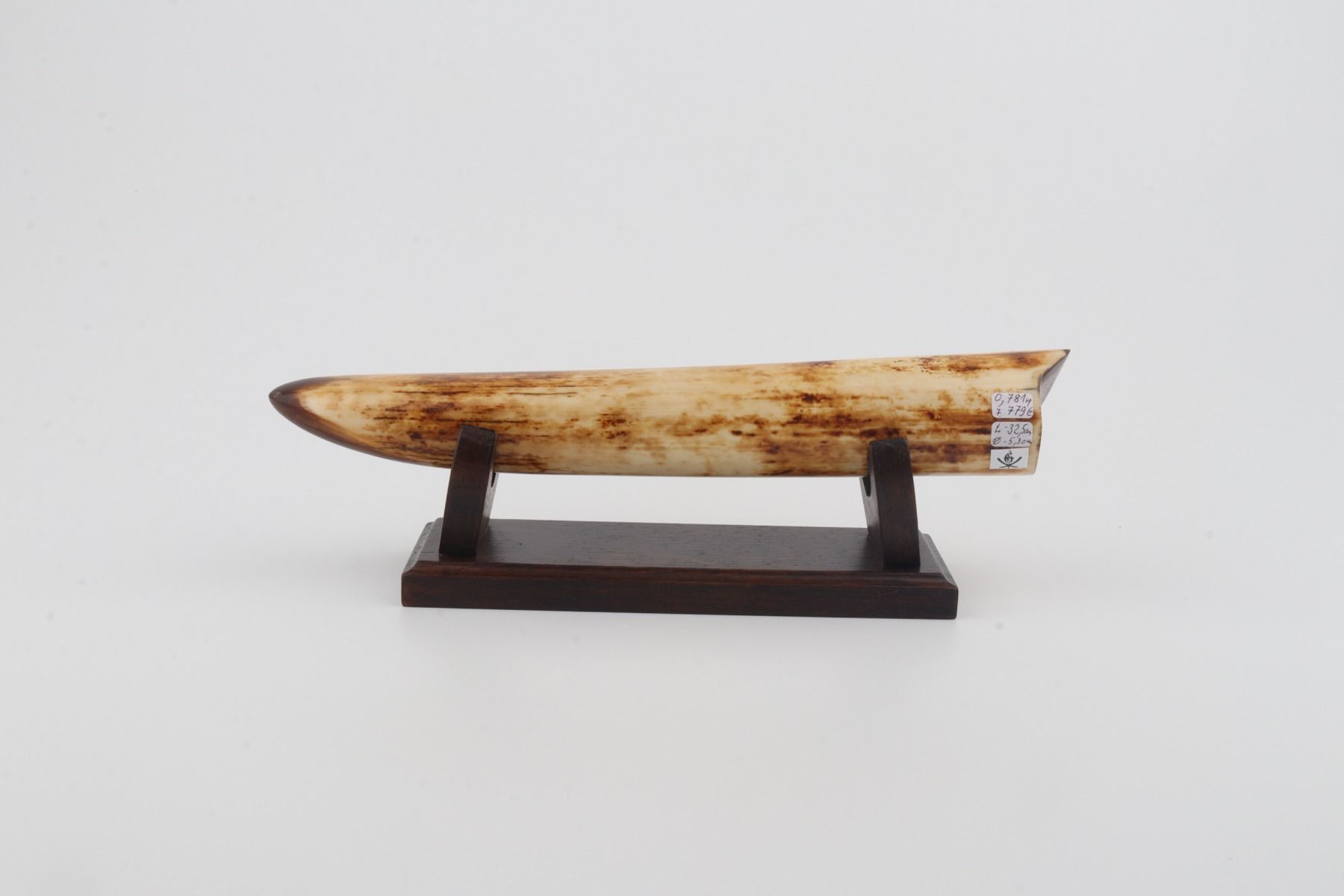 Restored mammoth tusk tip