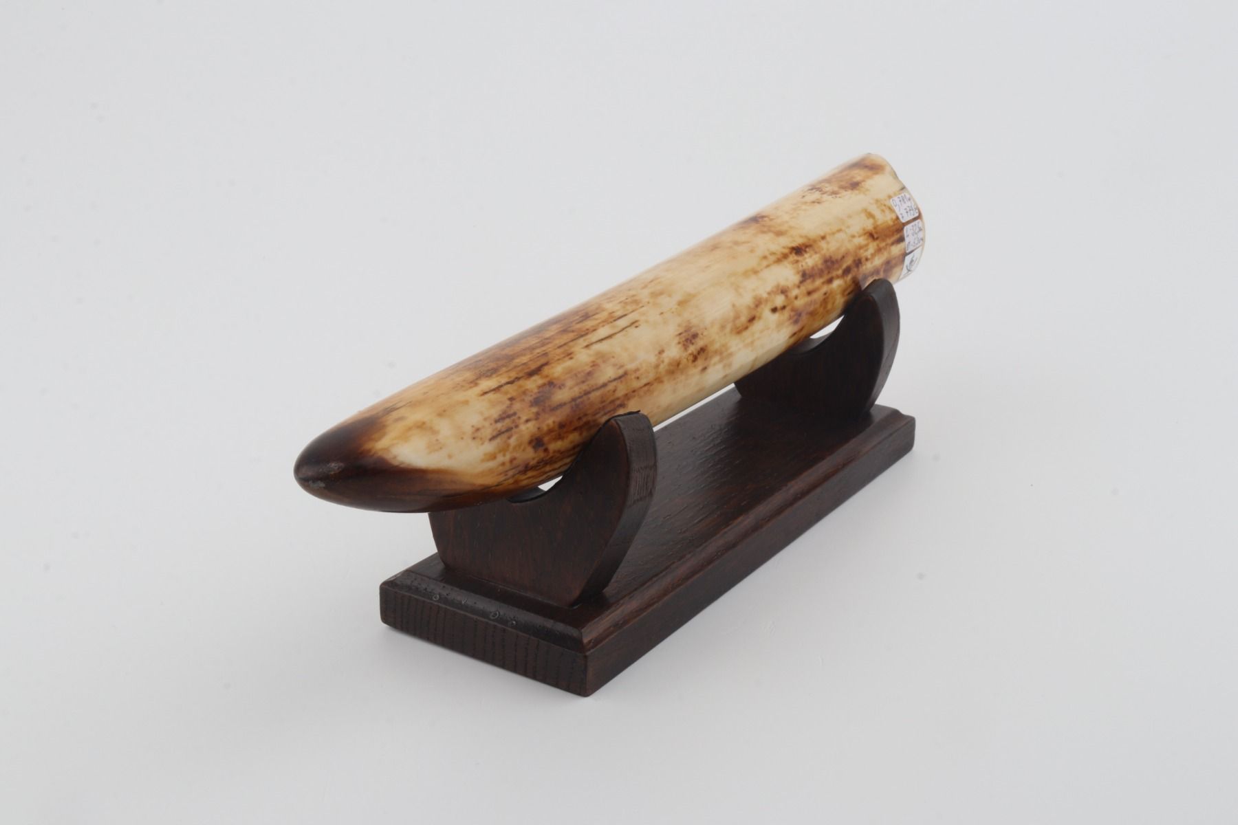 Restored mammoth tusk tip