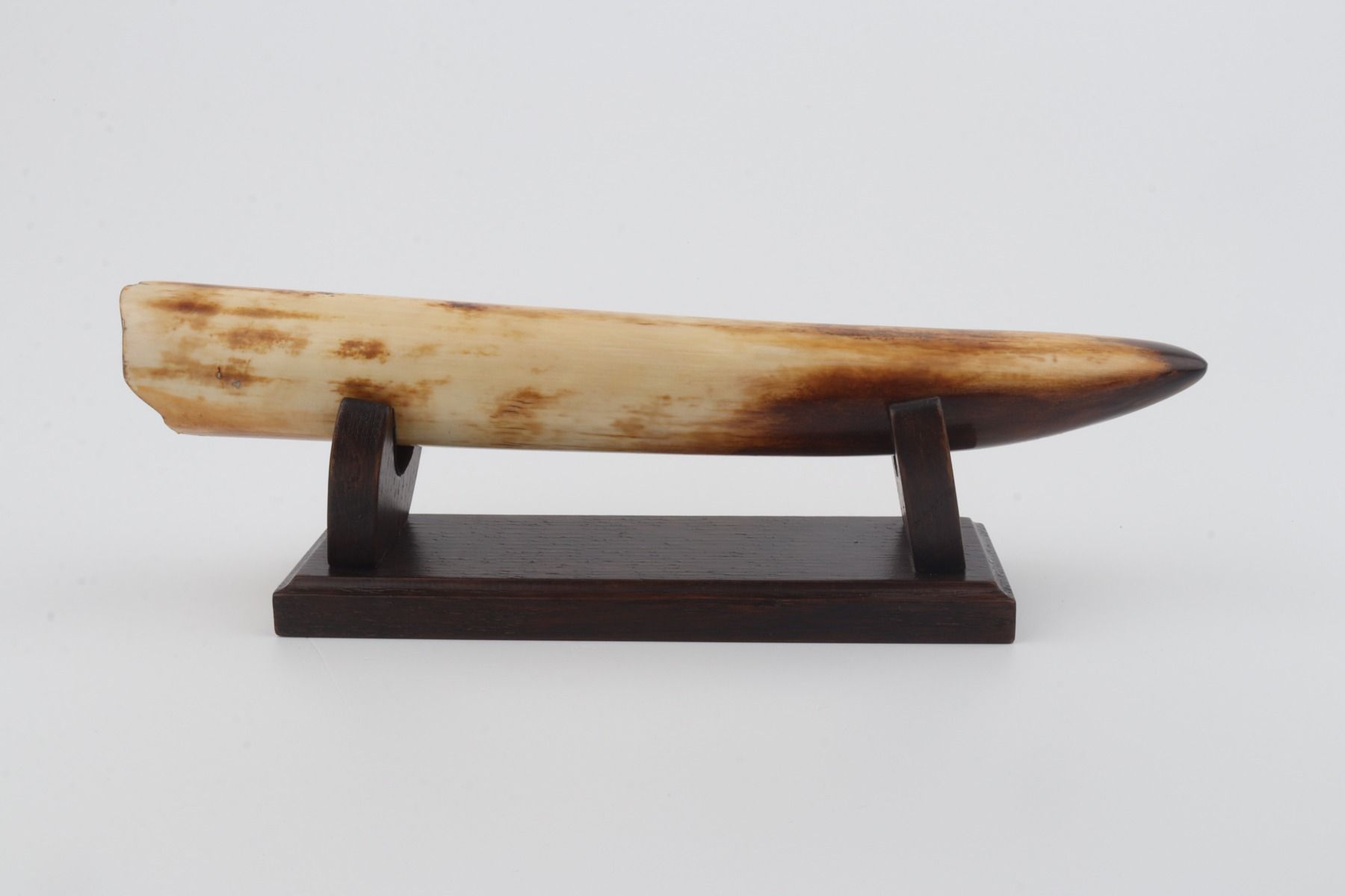Restored mammoth tusk tip