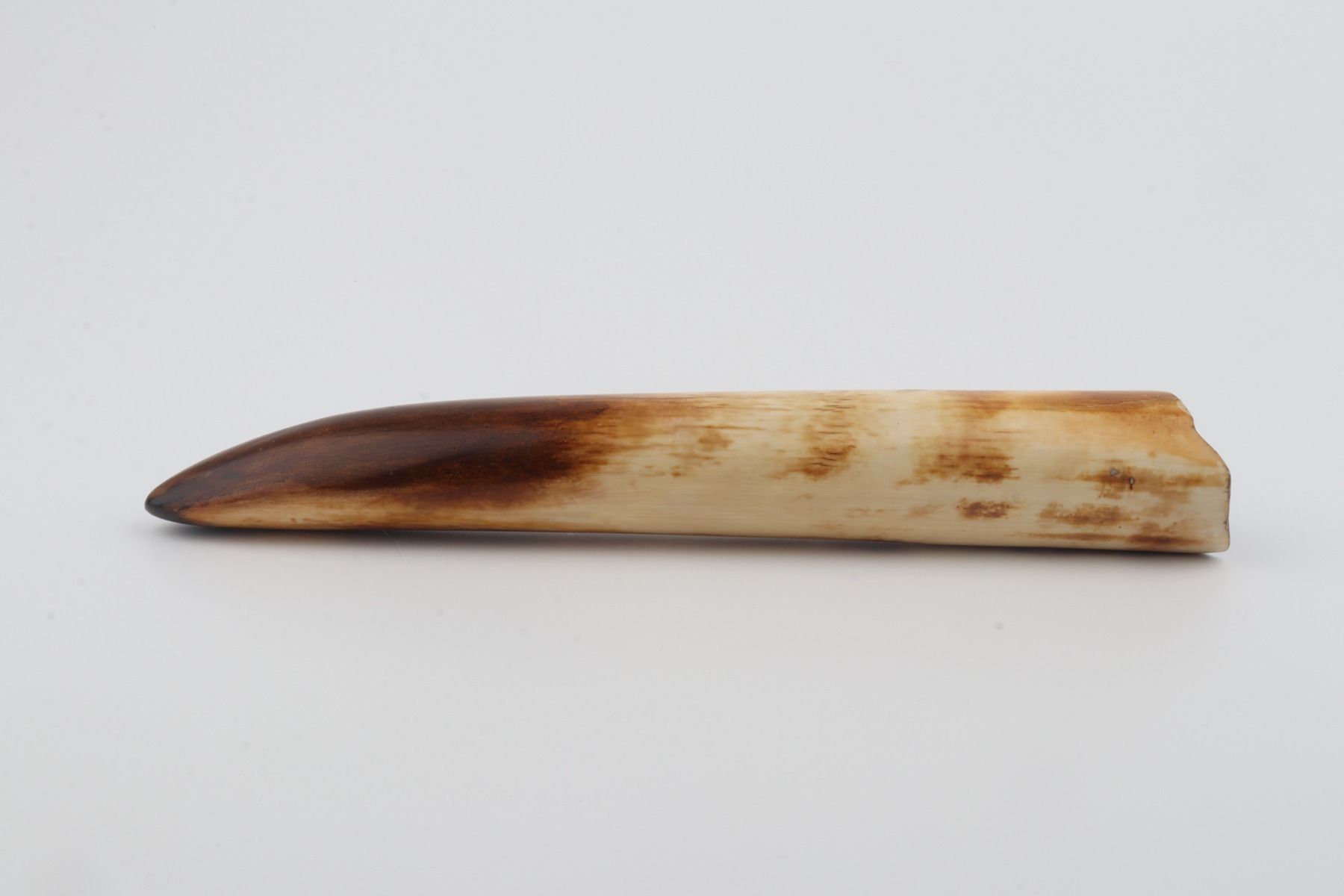 Restored mammoth tusk tip