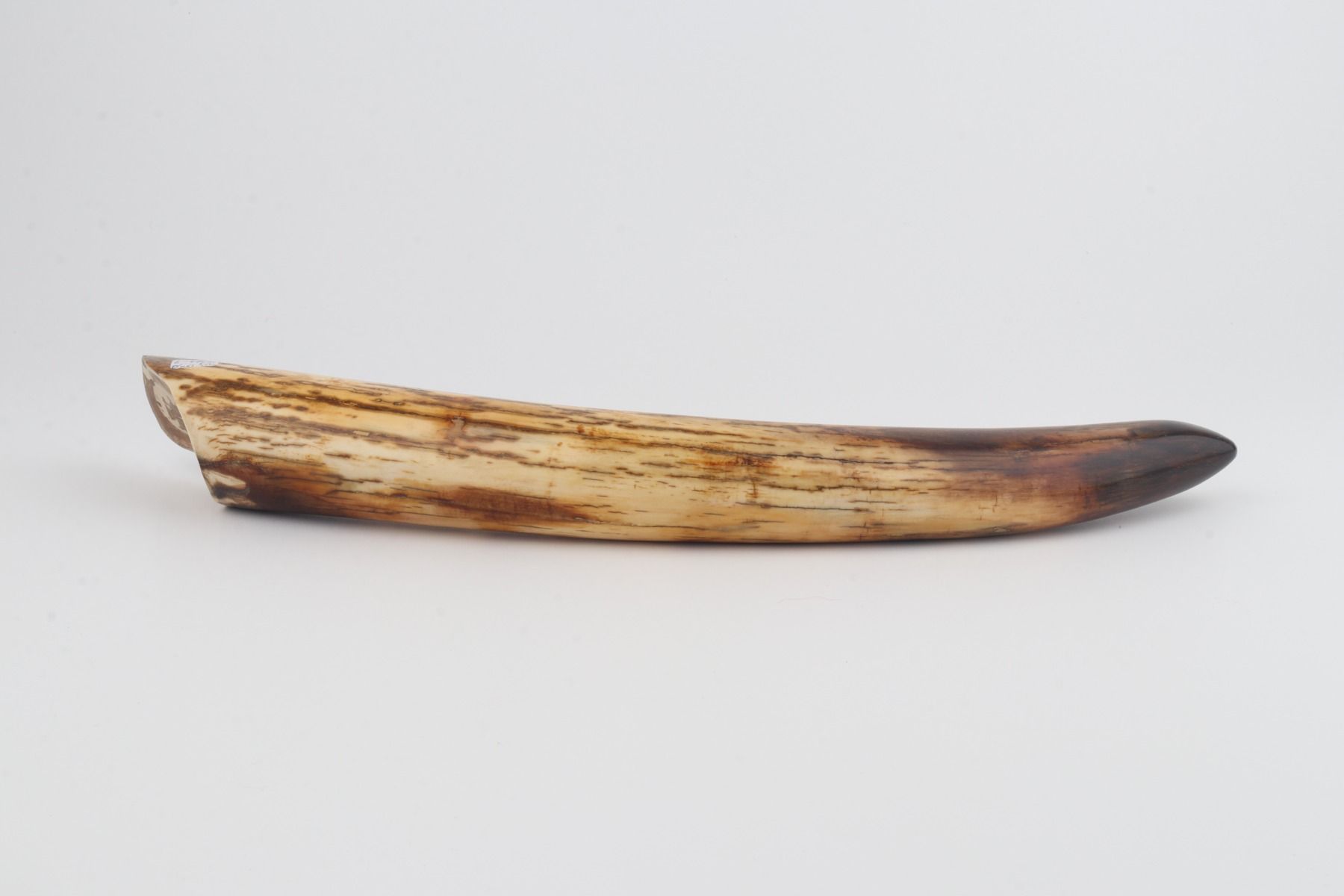 Restored mammoth tusk tip